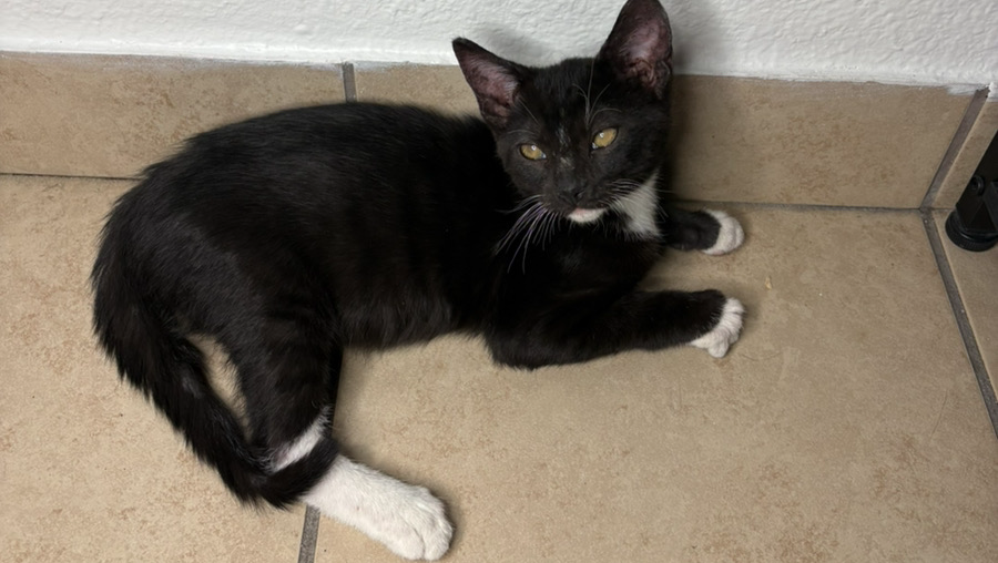 Help Ness Heal Their Furry Family from Ringworm photo