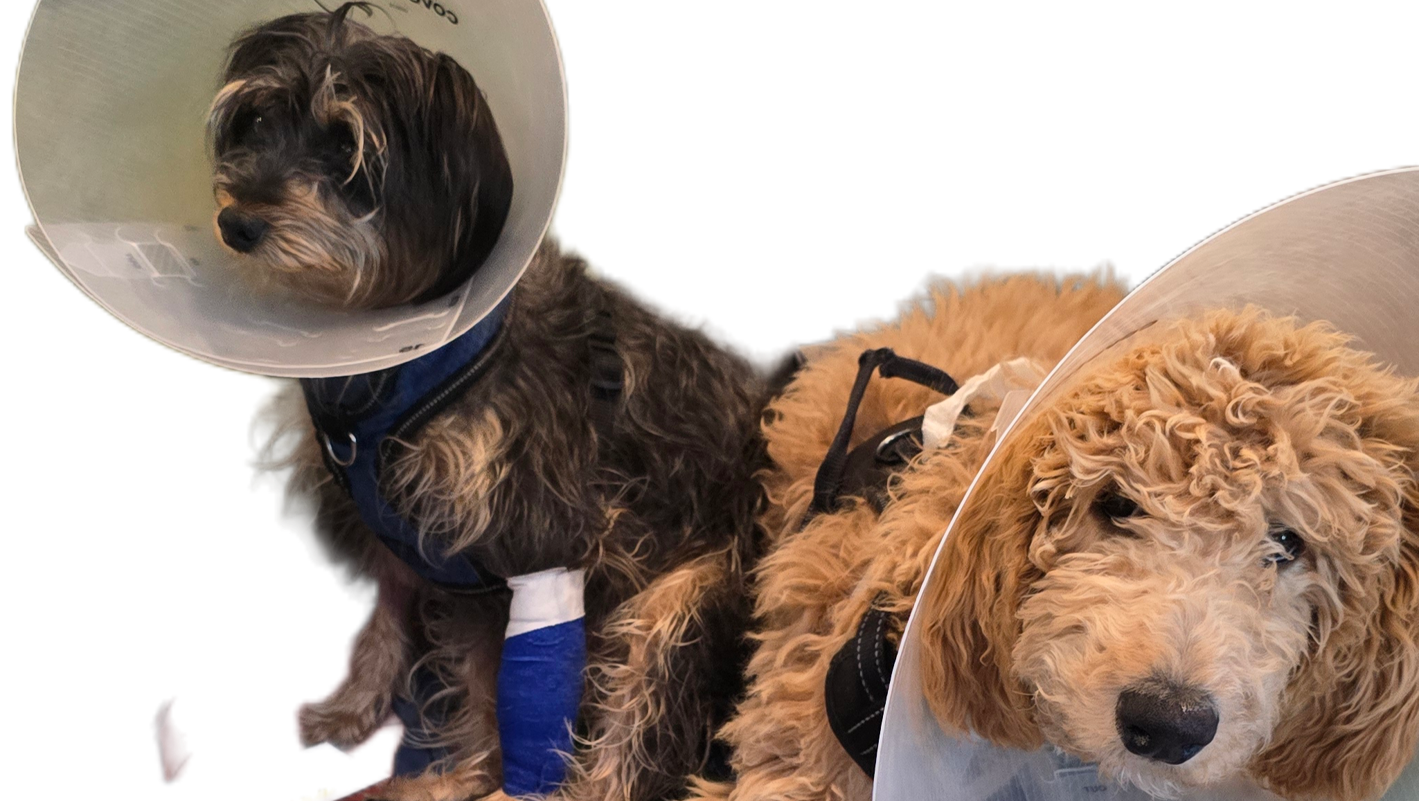 Help Althea & Ace Recover After Emergency photo