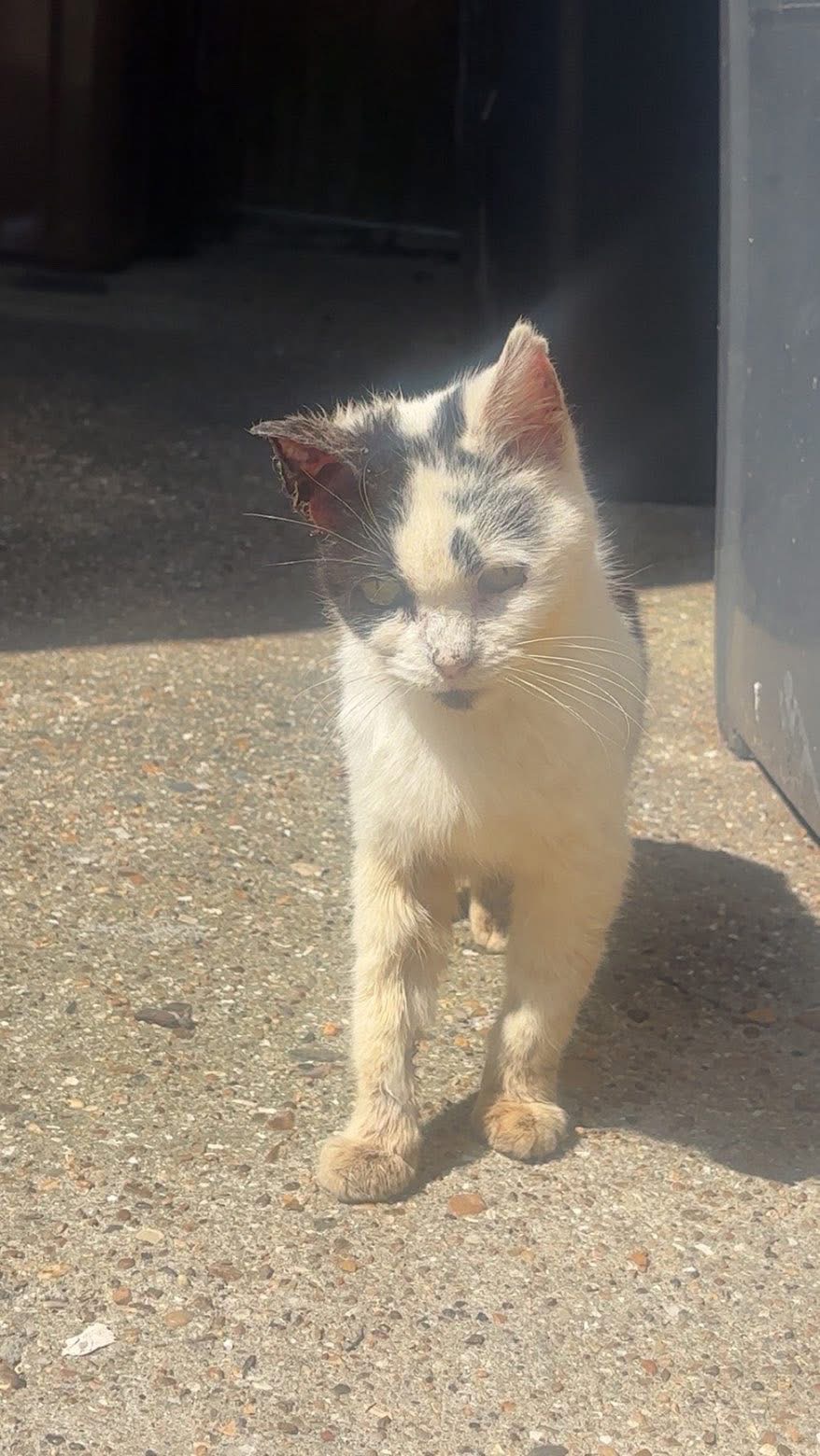 Fundraiser by Onur Ahmet : Help Me Rescue Injured & Stray Cats in