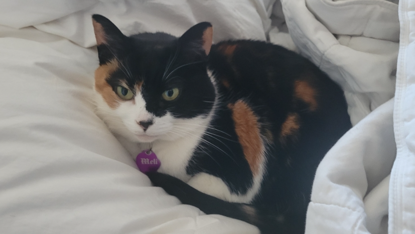 Help the beautiful Meli hip medication photo