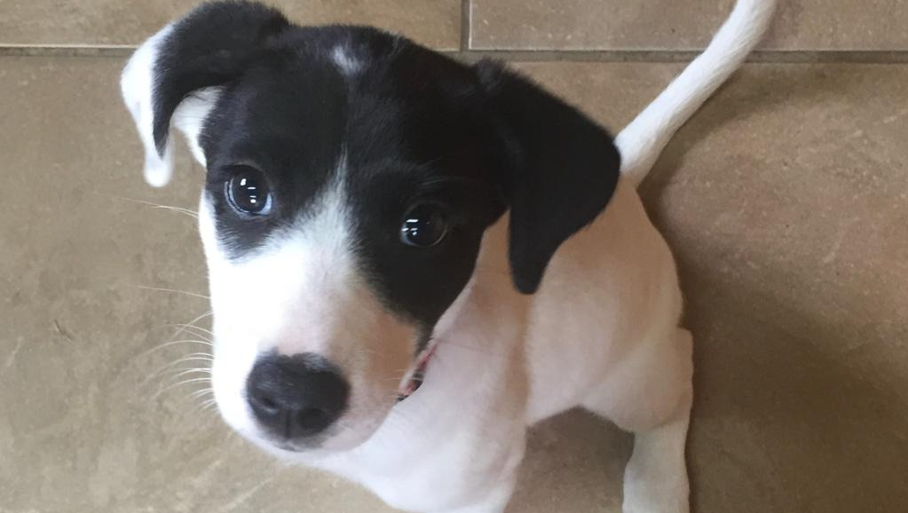 Please help Save Panda, my brave girl from cancer! photo