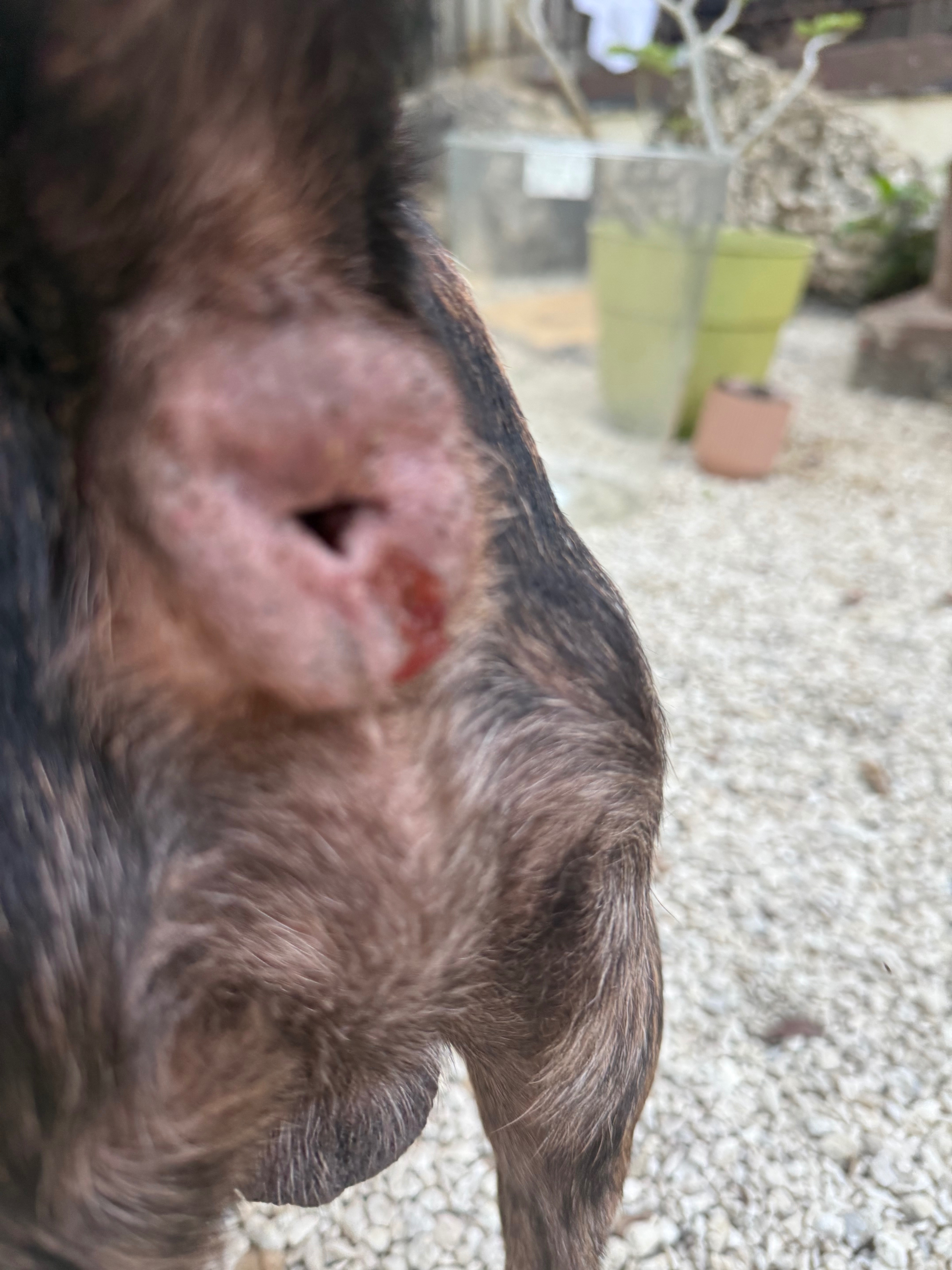 Support Pickles' Battle Against Parvo campaign photo, 4 of 4