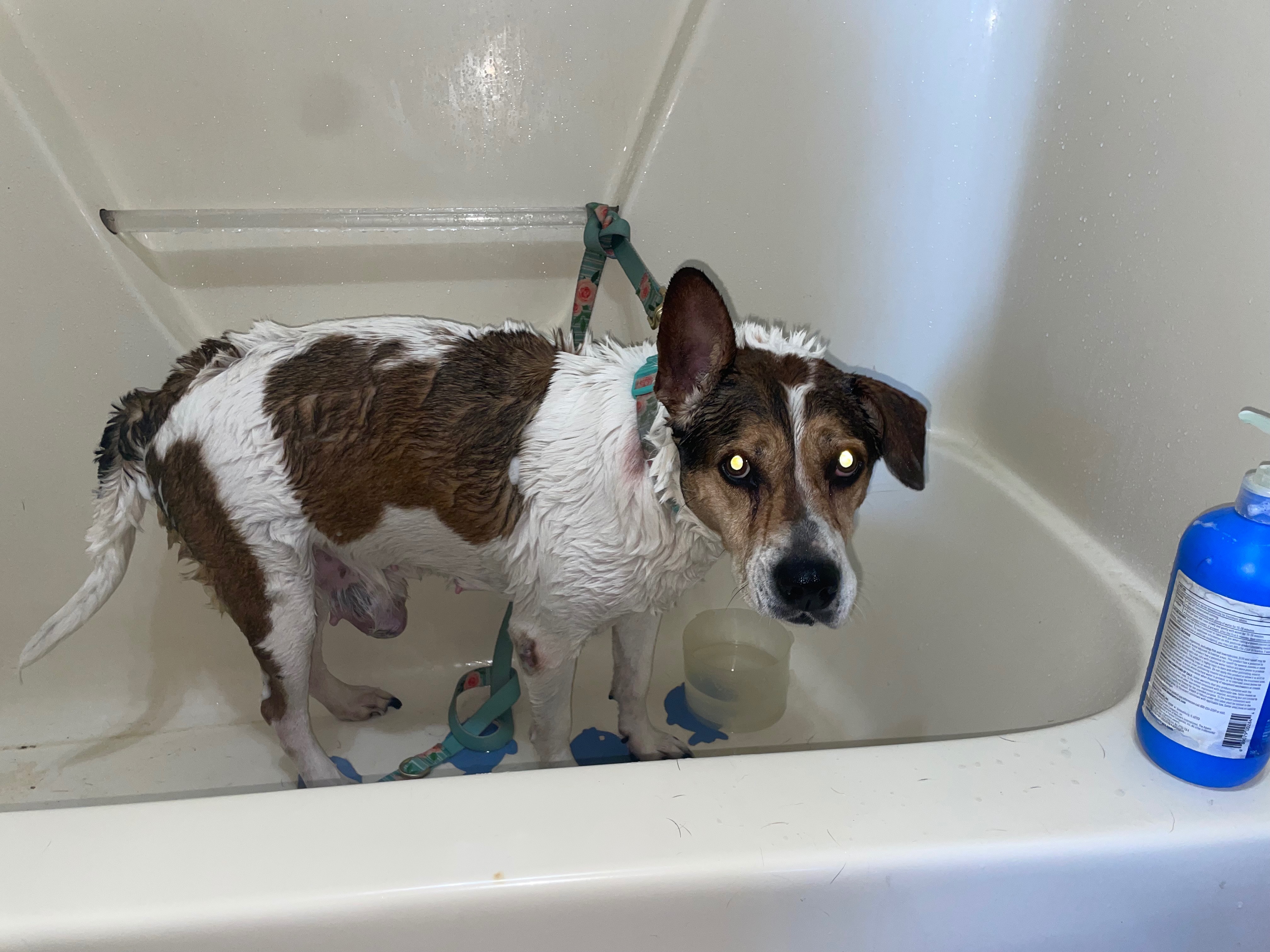 Save Phenix: Surgery for Nick's Beloved Dog campaign photo, 4 of 5