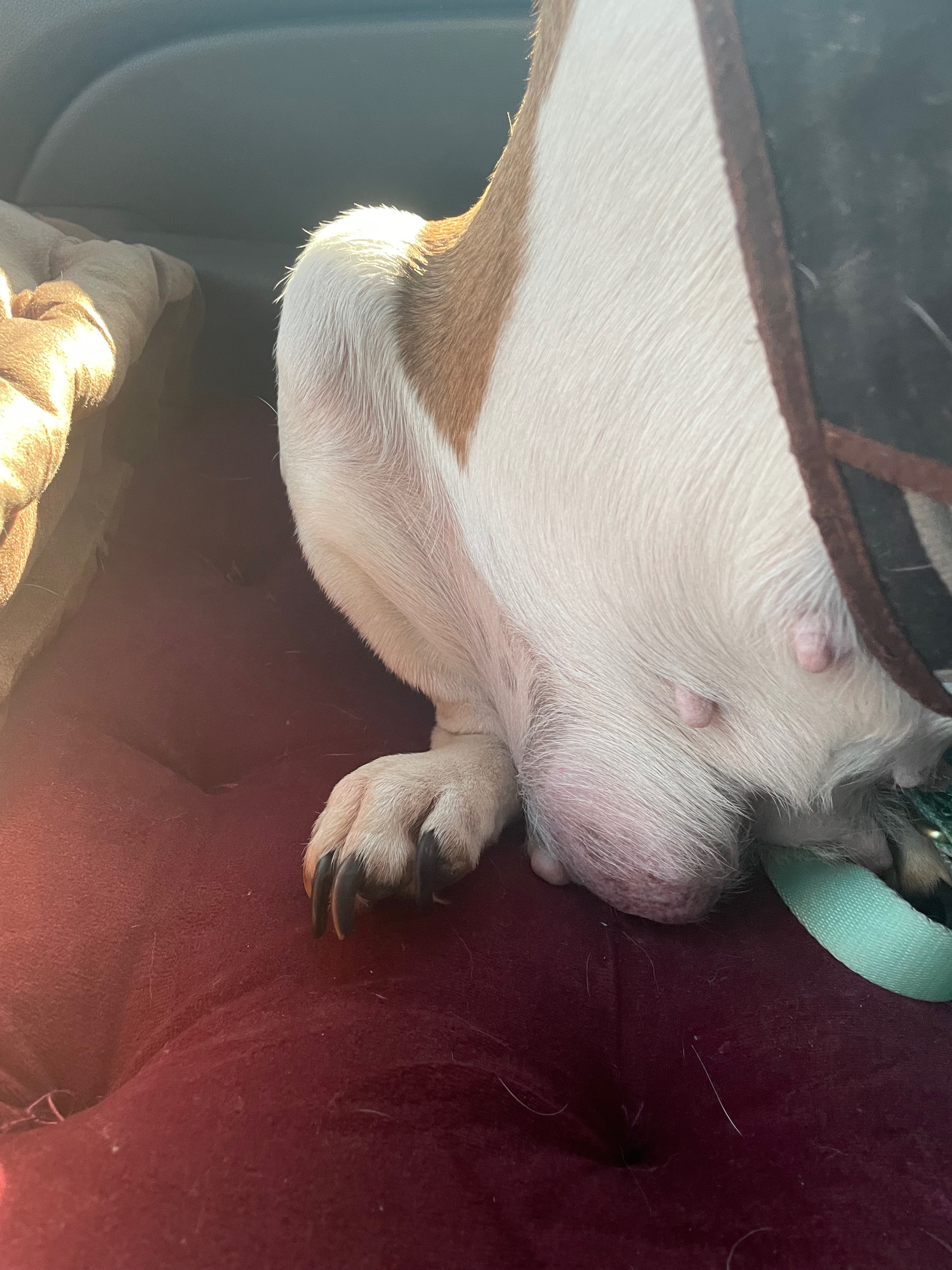 Save Phenix: Surgery for Nick's Beloved Dog campaign photo, 2 of 5
