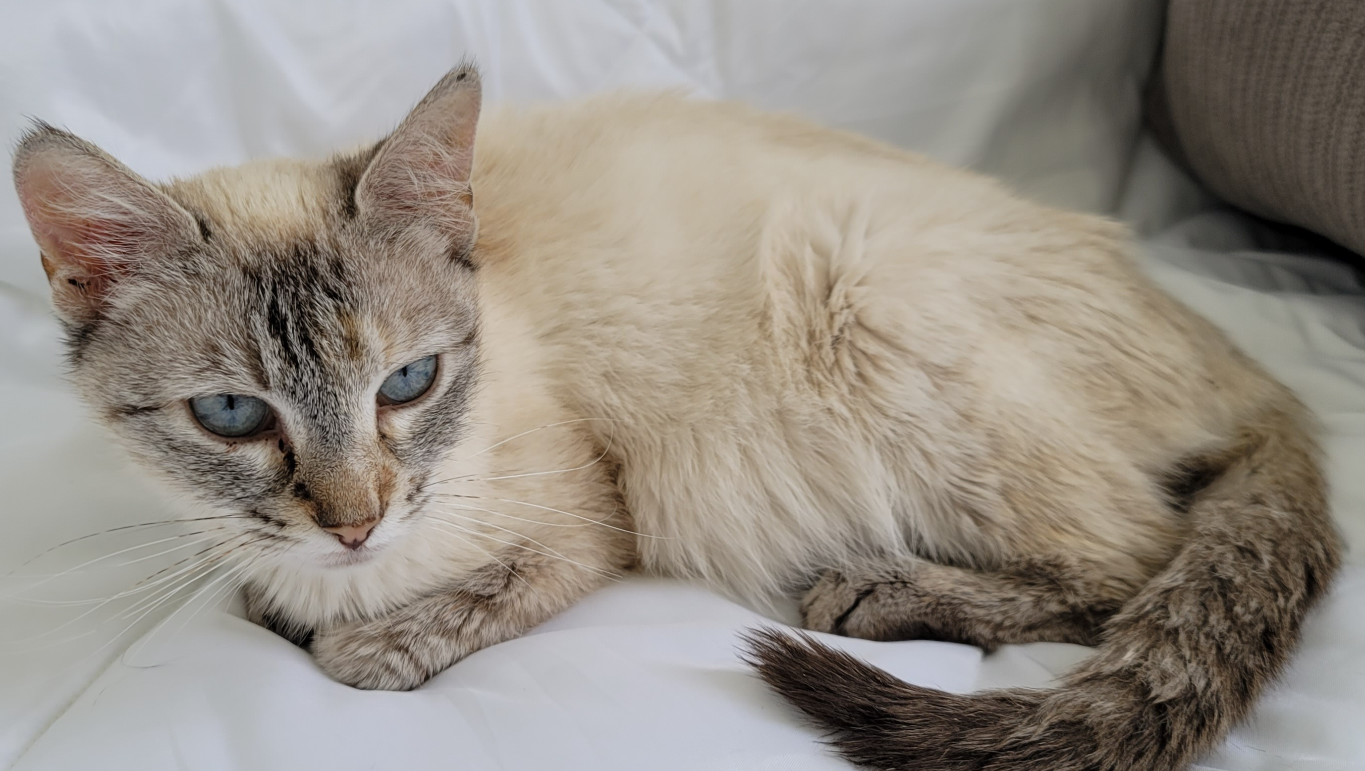 Help Snowball Fight FIP and Support Feral Cats photo