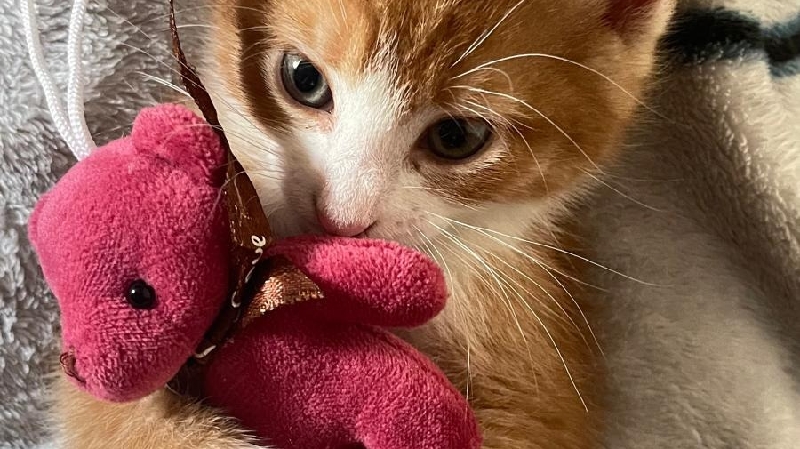 Help me take care of my kitten vet, needs and care photo
