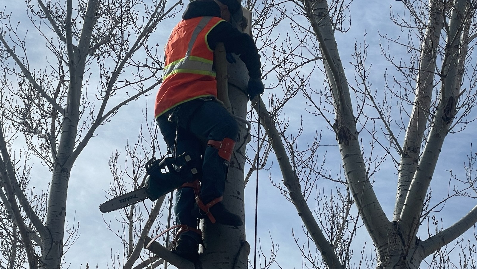 Support Drew’s Tree Service Dream photo