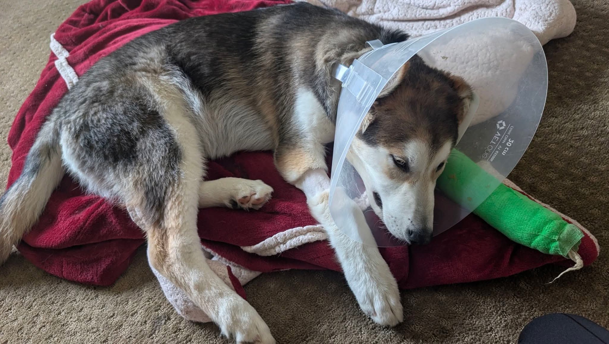 Help Larisa's Family Save Marshmallow
