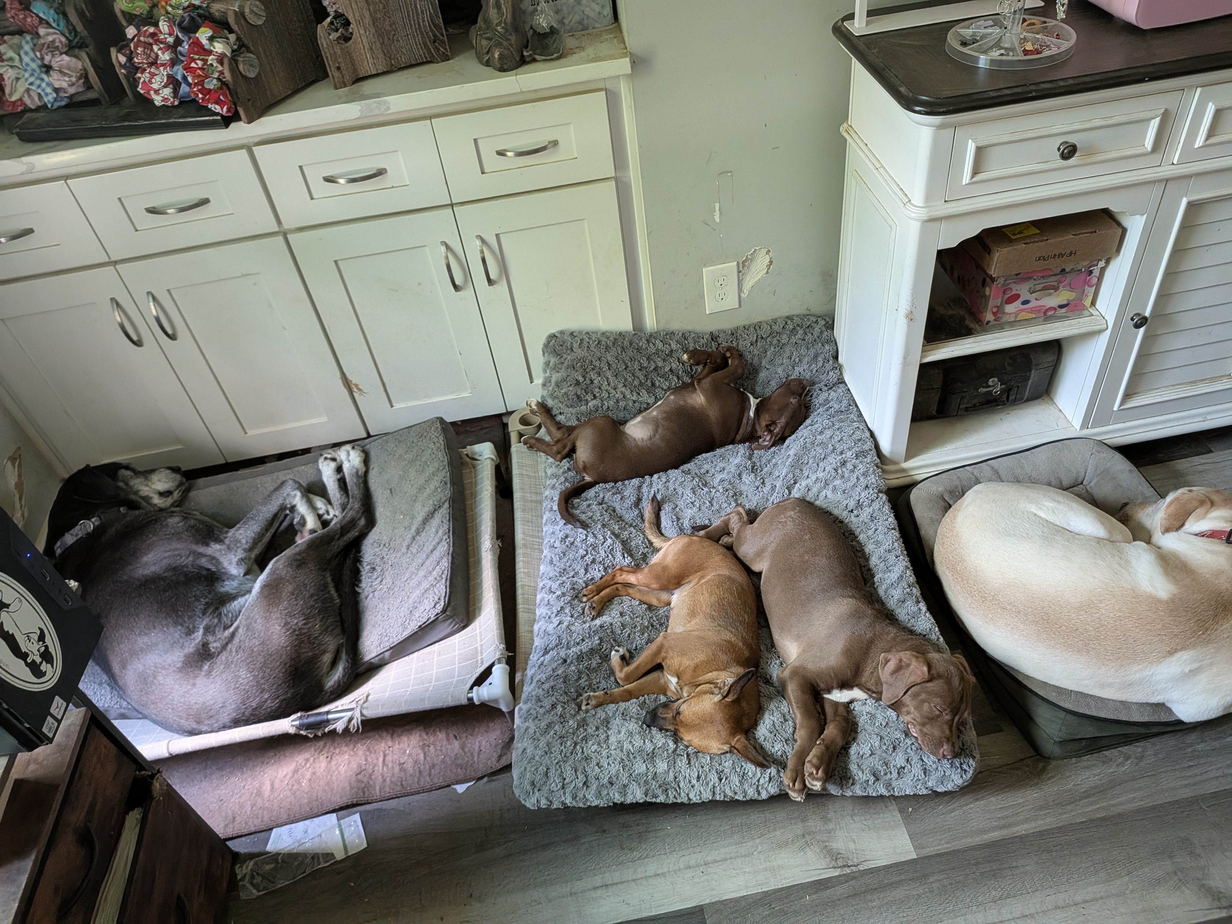 Kampagnen-Foto für Help Heather Get a Washer for Rescue Puppies, 2 von 8