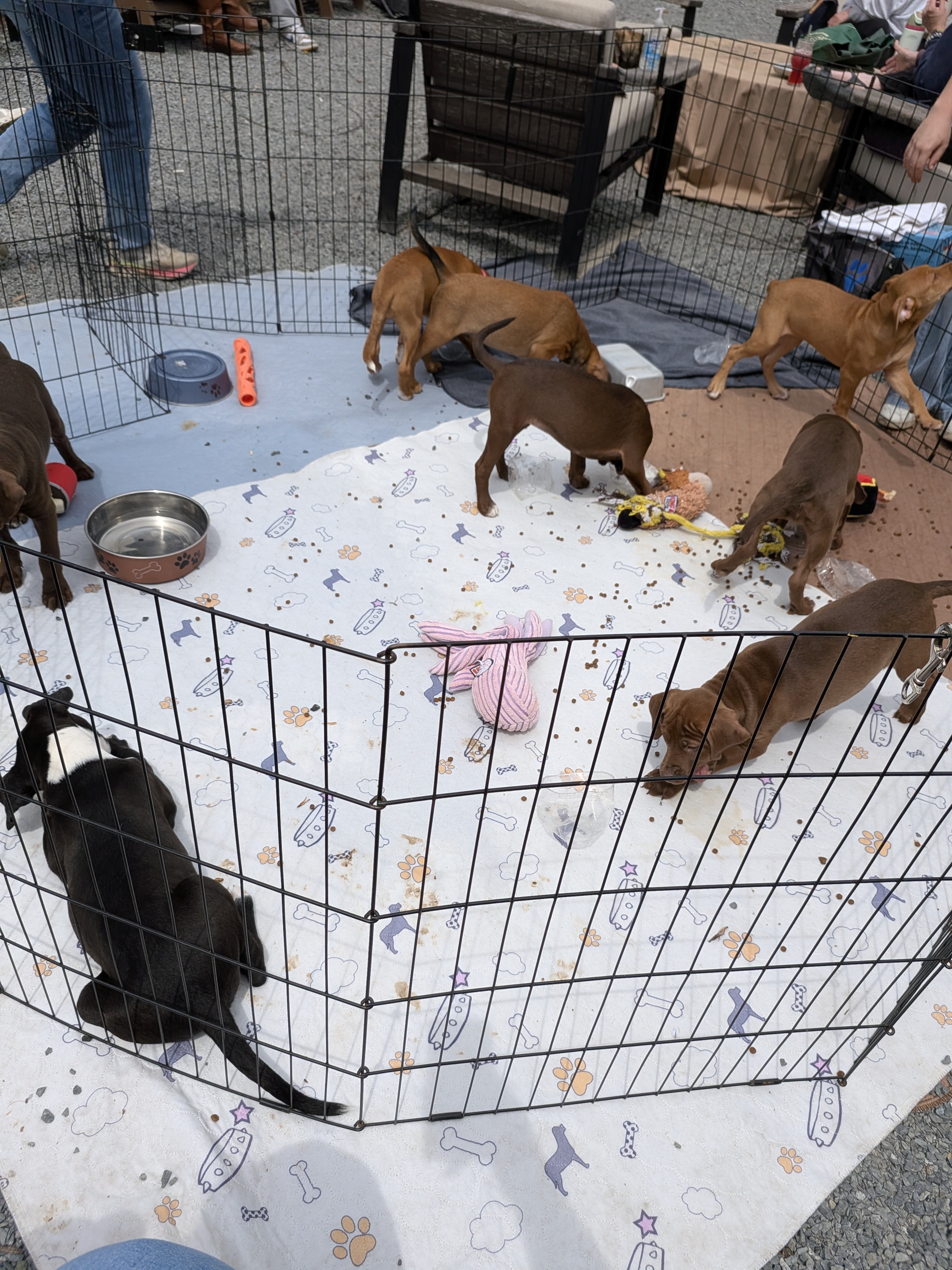 Kampagnen-Foto für Help Heather Get a Washer for Rescue Puppies, 4 von 8