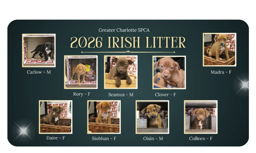 Kampagnen-Foto für Help Heather Get a Washer for Rescue Puppies, 5 von 8