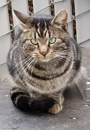 Help Emerald's Ark Feral Cat Sanctuary campaign photo, 2 of 8