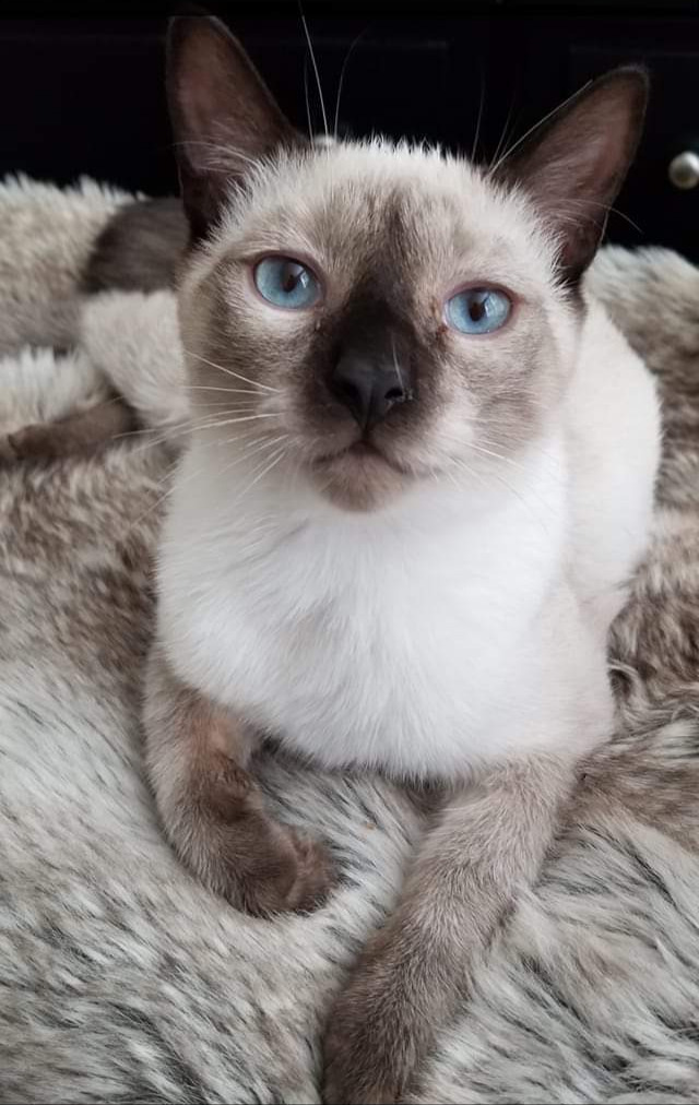 Help Emerald's Ark Feral Cat Sanctuary campaign photo, 7 of 8