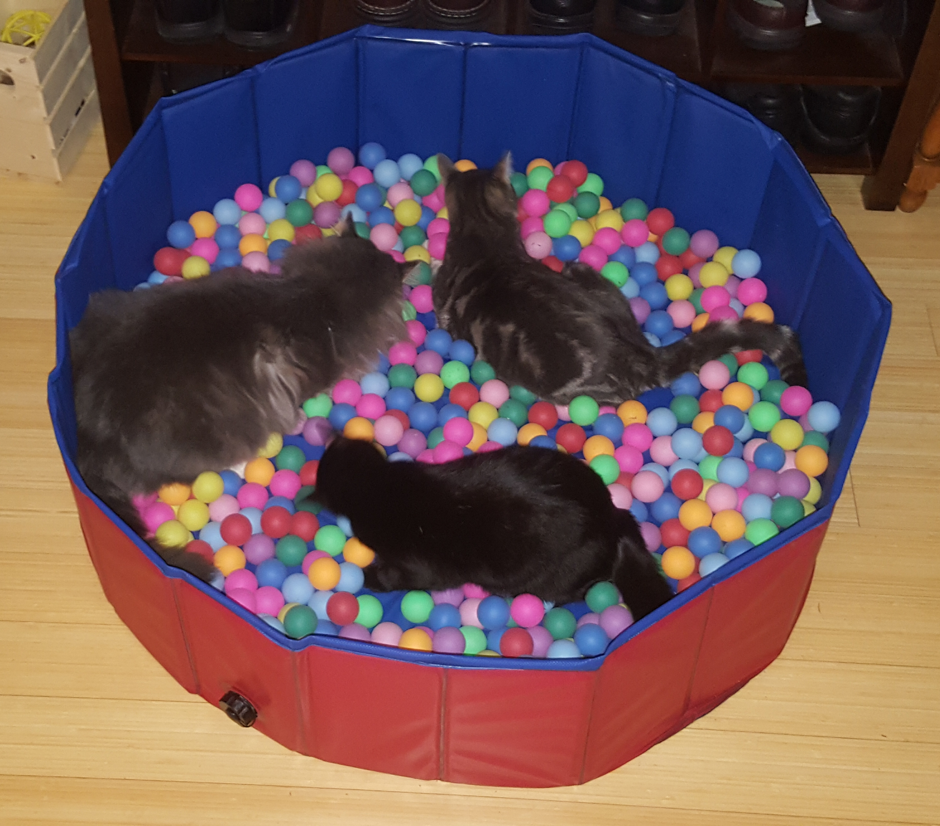Help Emerald's Ark Feral Cat Sanctuary campaign photo, 4 of 8