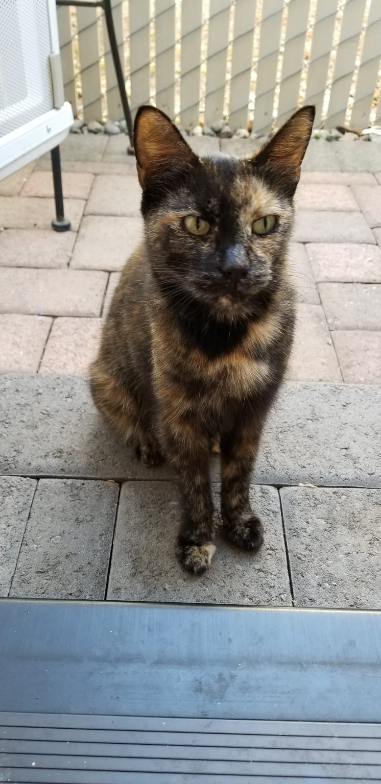 Help Emerald's Ark Feral Cat Sanctuary campaign photo, 5 of 8