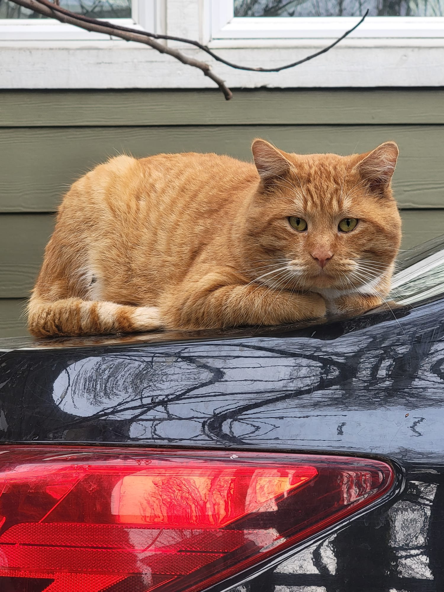 Help Emerald's Ark Feral Cat Sanctuary campaign photo, 6 of 8