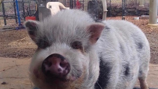 Support David and His Pigs in Their Time of Need photo