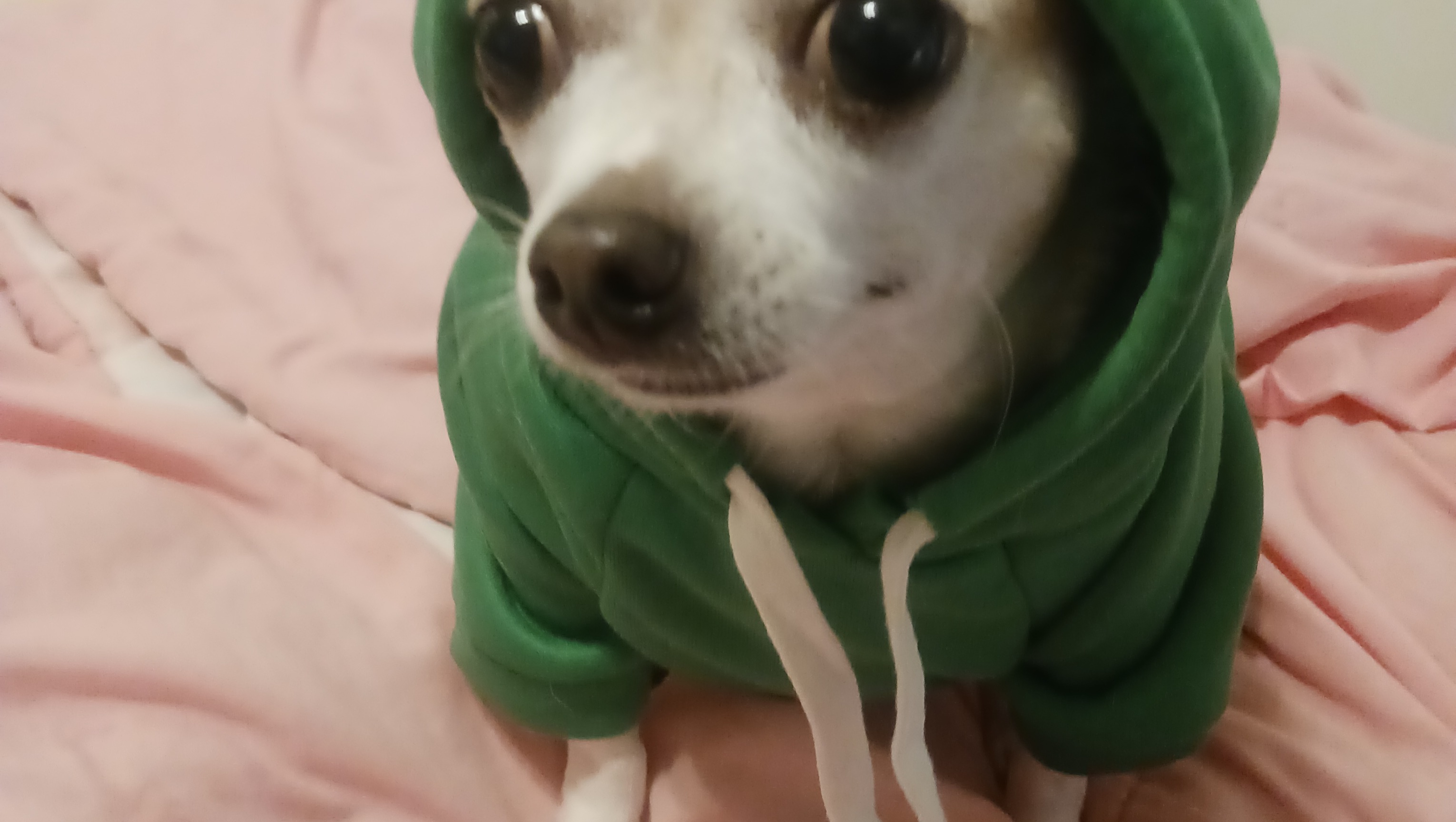 Help Taco Get the Dental Care He Needs photo
