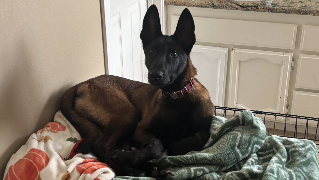 Help Oso Get Life-Saving Surgery photo