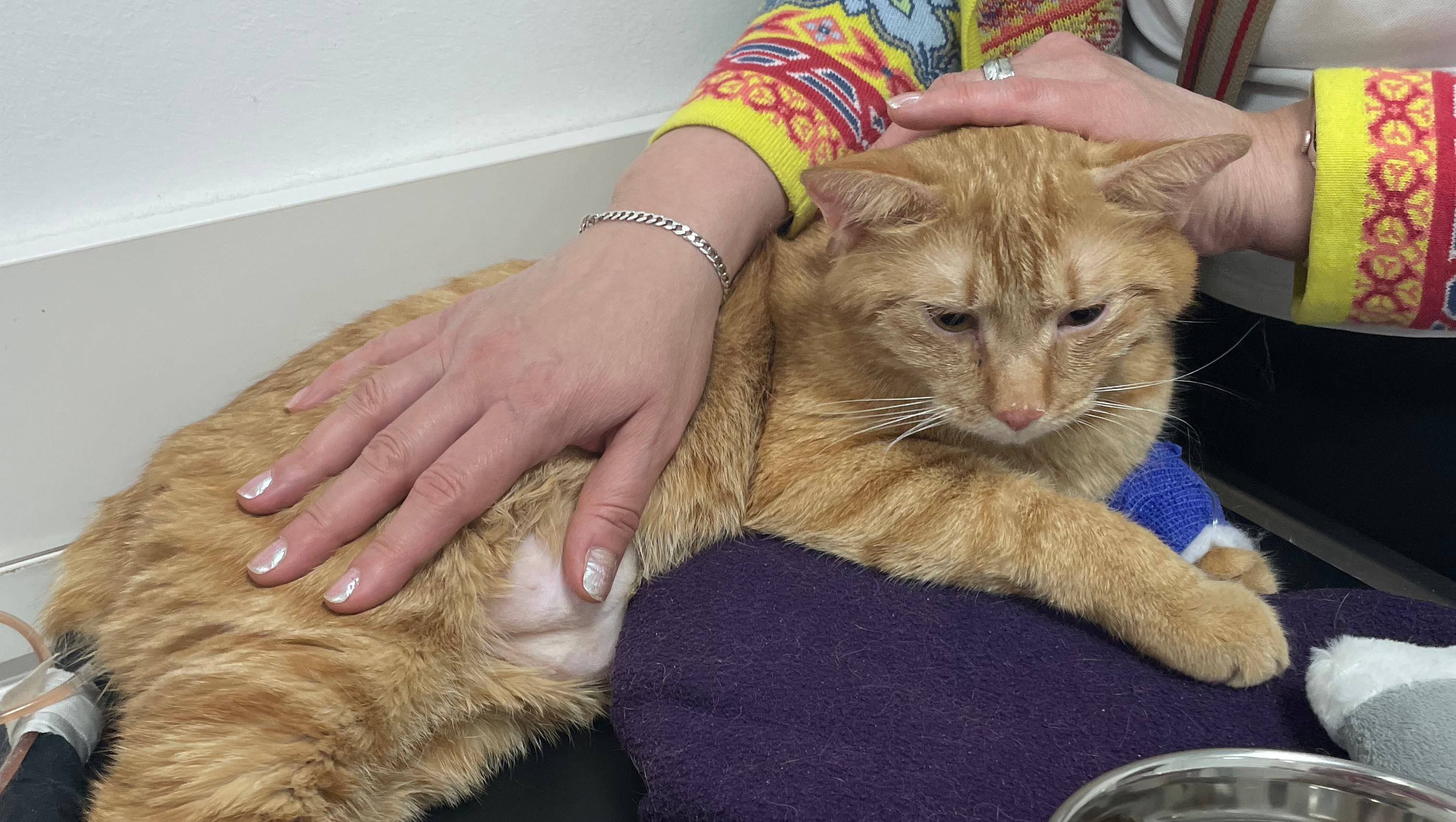 Help Nacho Heal: My Baby Needs Care photo