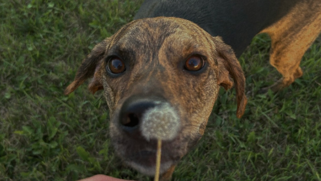 Saving Nova with Professional Training photo