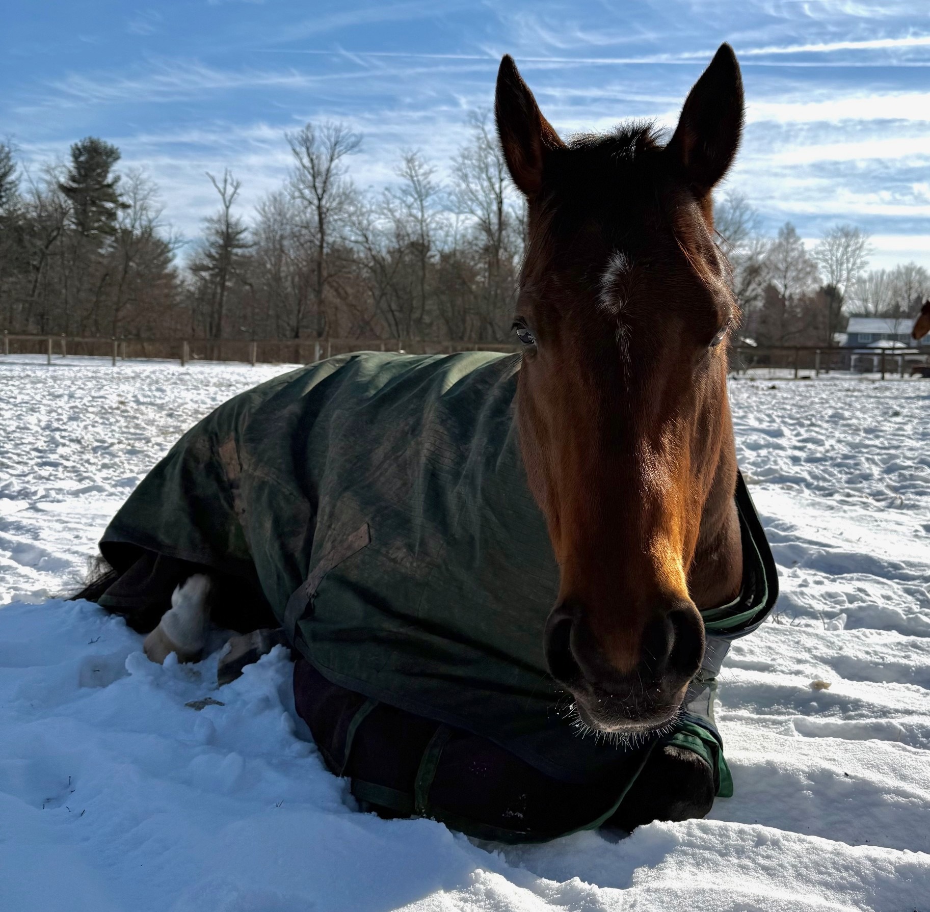Save Royal Velvet: Urgent Vet Care Needed campaign photo, 7 of 8