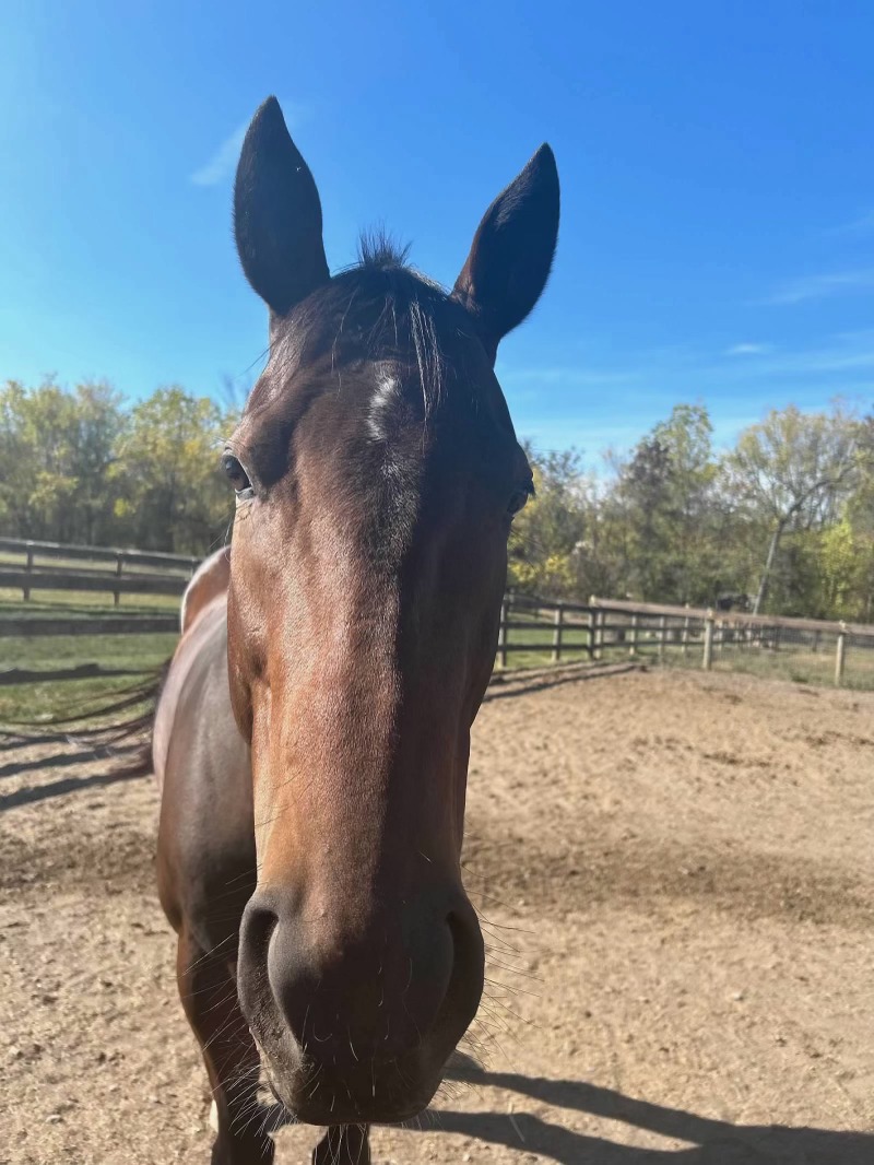 Save Royal Velvet: Urgent Vet Care Needed campaign photo, 2 of 8
