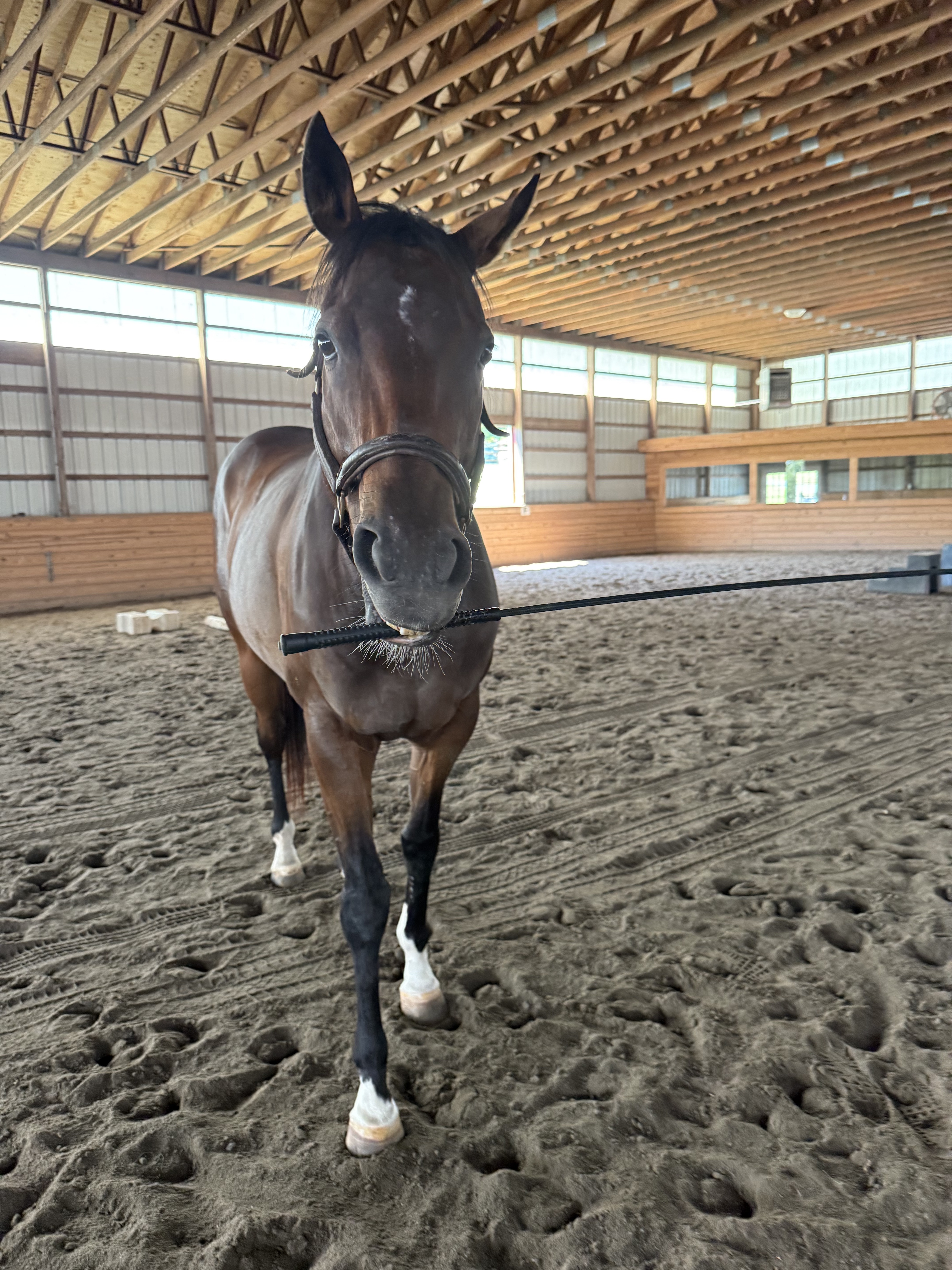 Save Royal Velvet: Urgent Vet Care Needed campaign photo, 4 of 8