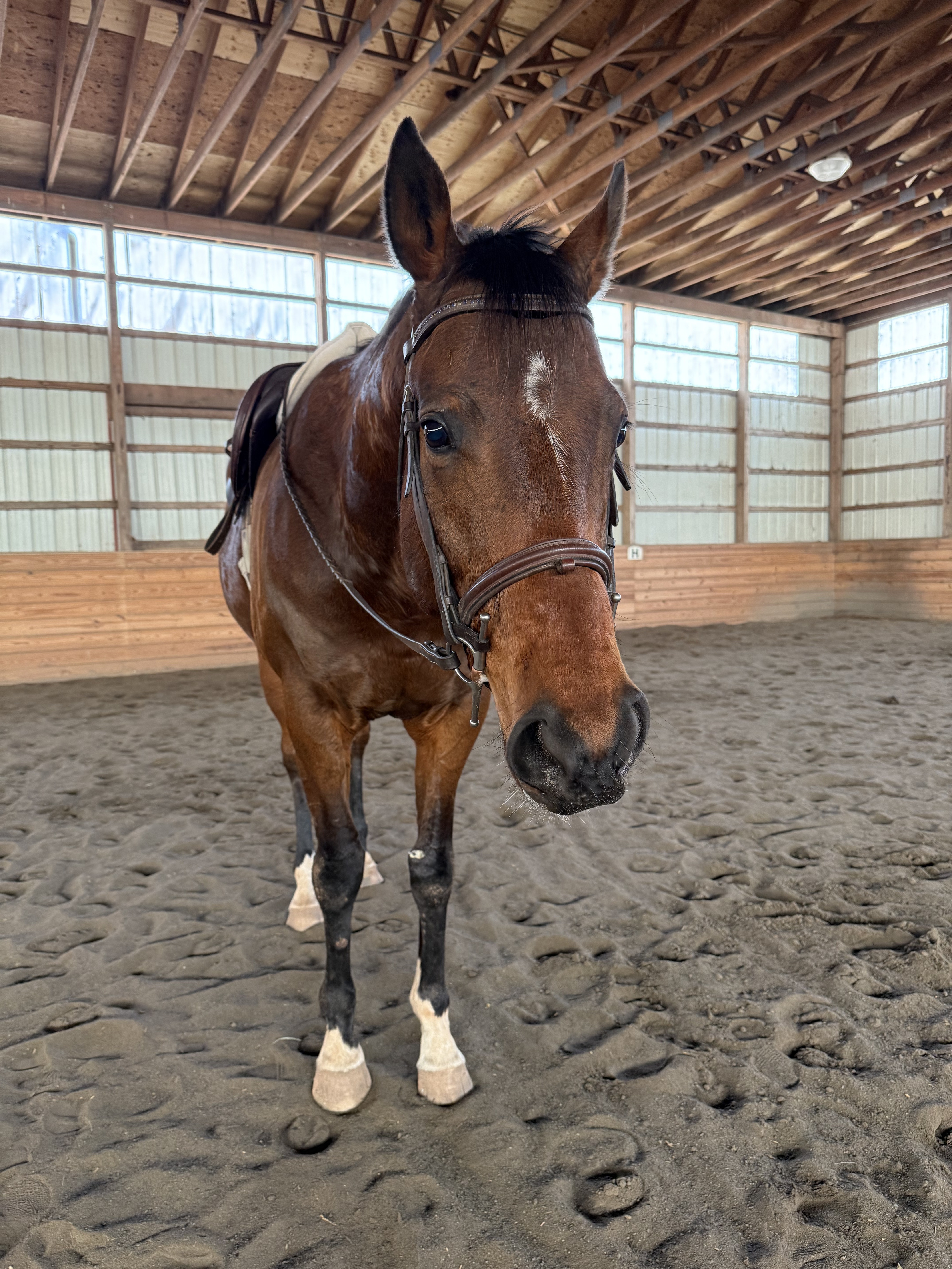 Save Royal Velvet: Urgent Vet Care Needed campaign photo, 6 of 8
