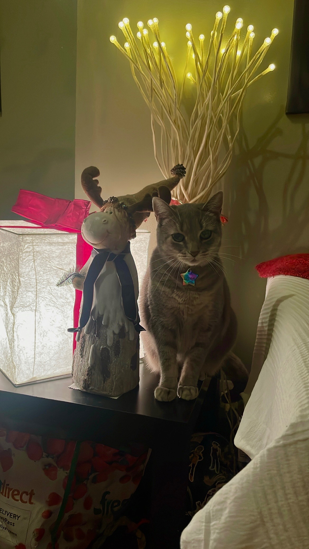 Help Luna Get Life-Saving Surgery campaign photo, 7 of 8