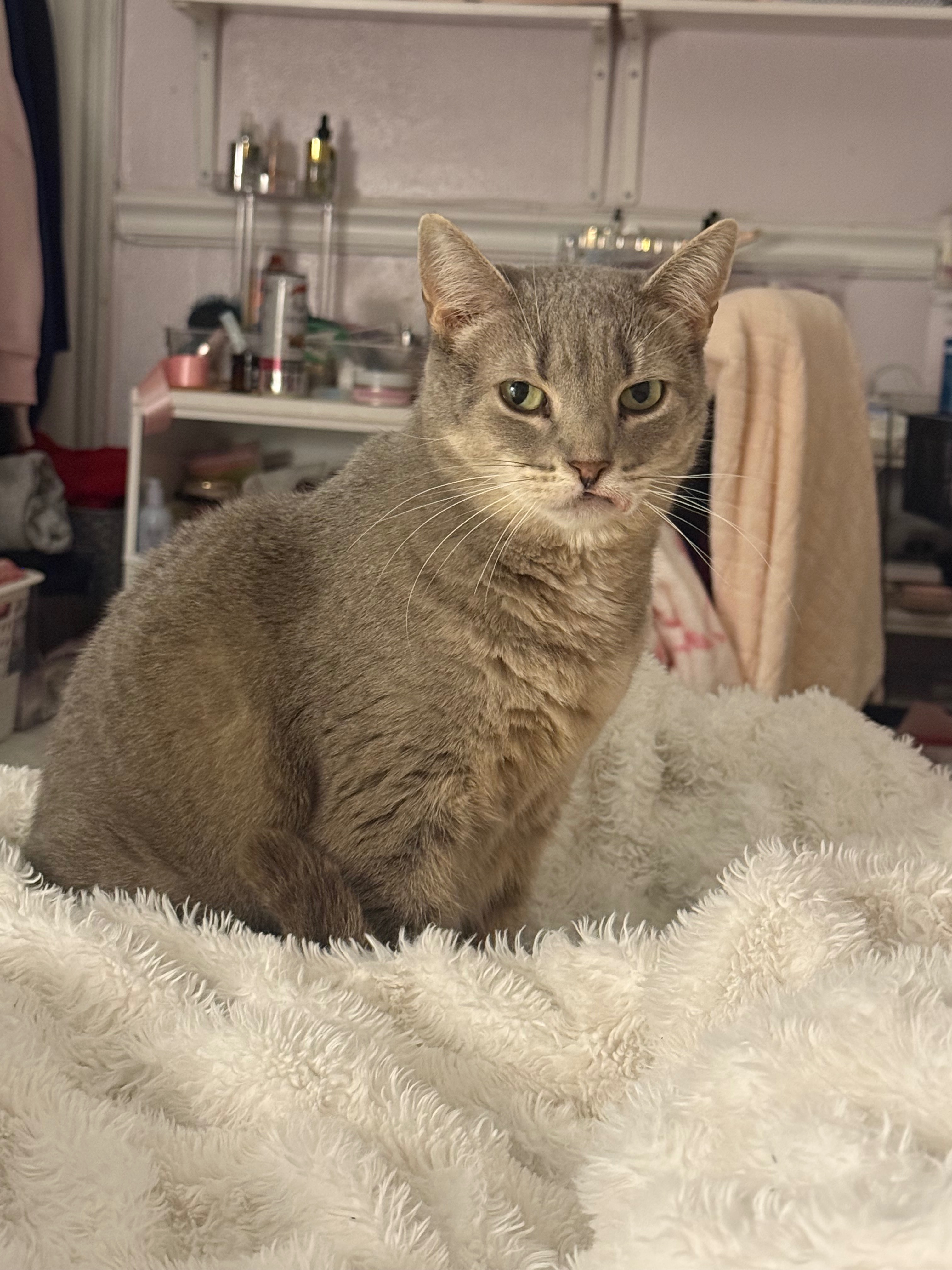 Help Luna Get Life-Saving Surgery campaign photo, 2 of 8