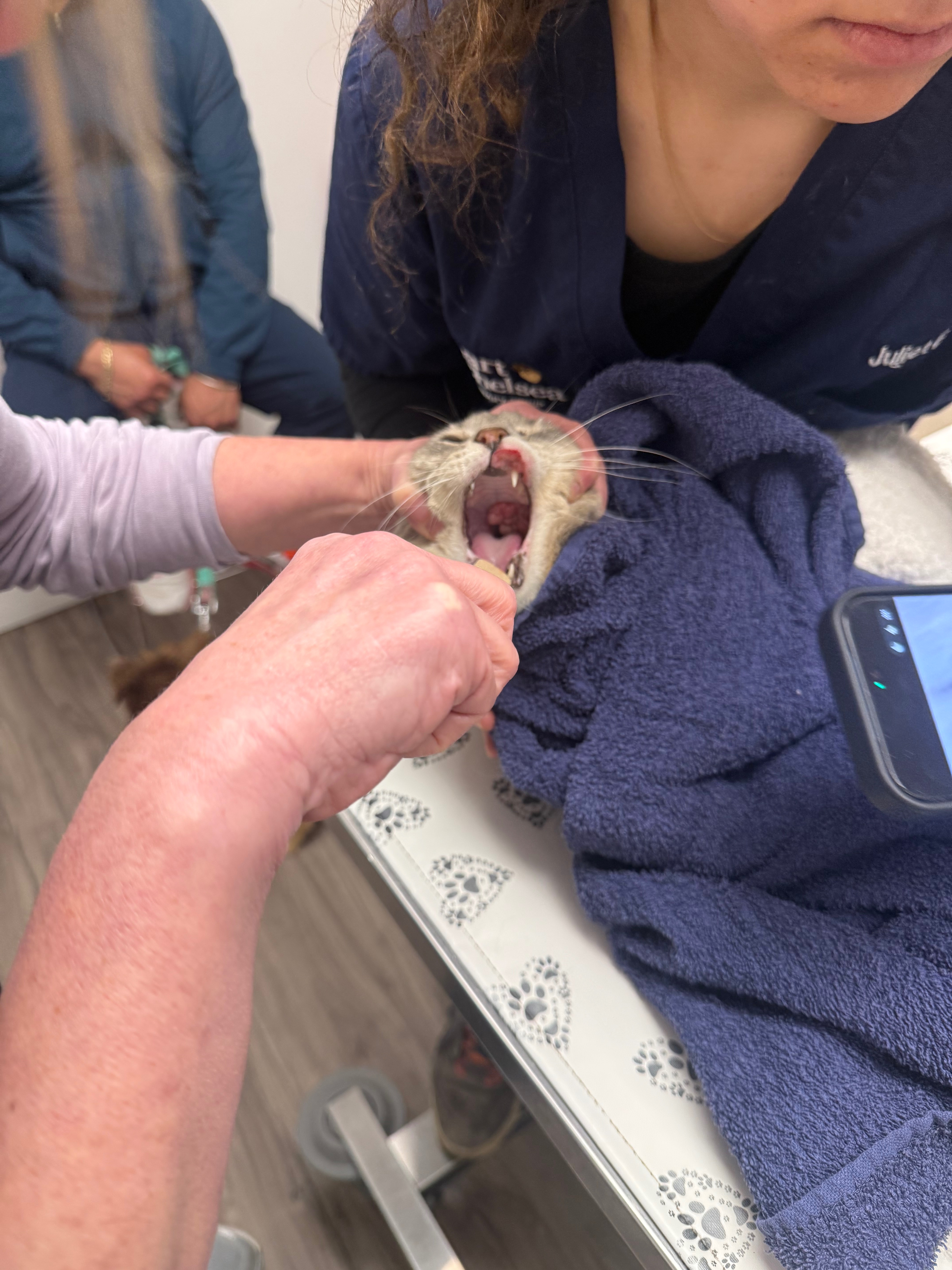 Help Luna Get Life-Saving Surgery campaign photo, 4 of 8