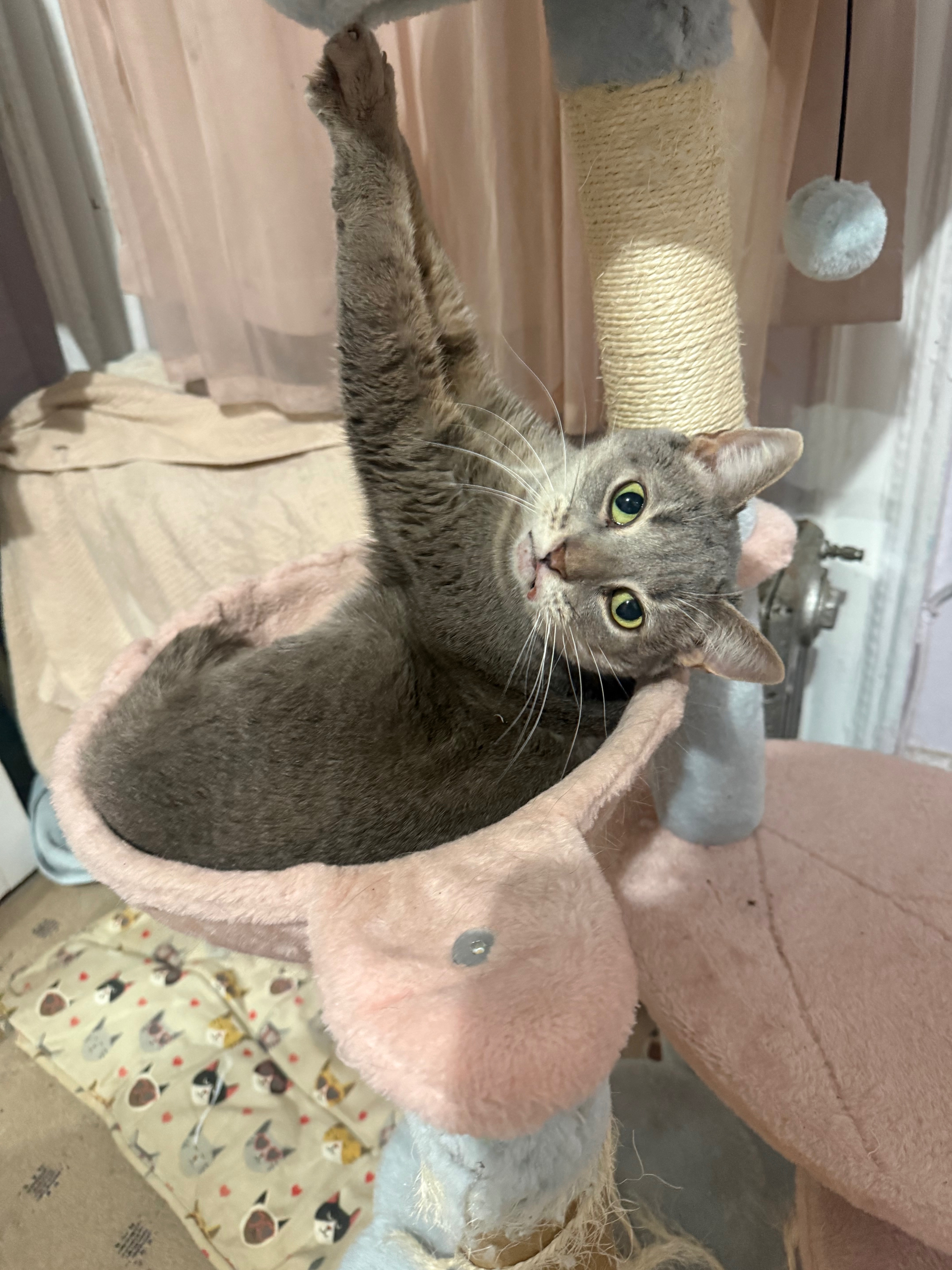 Help Luna Get Life-Saving Surgery campaign photo, 5 of 8