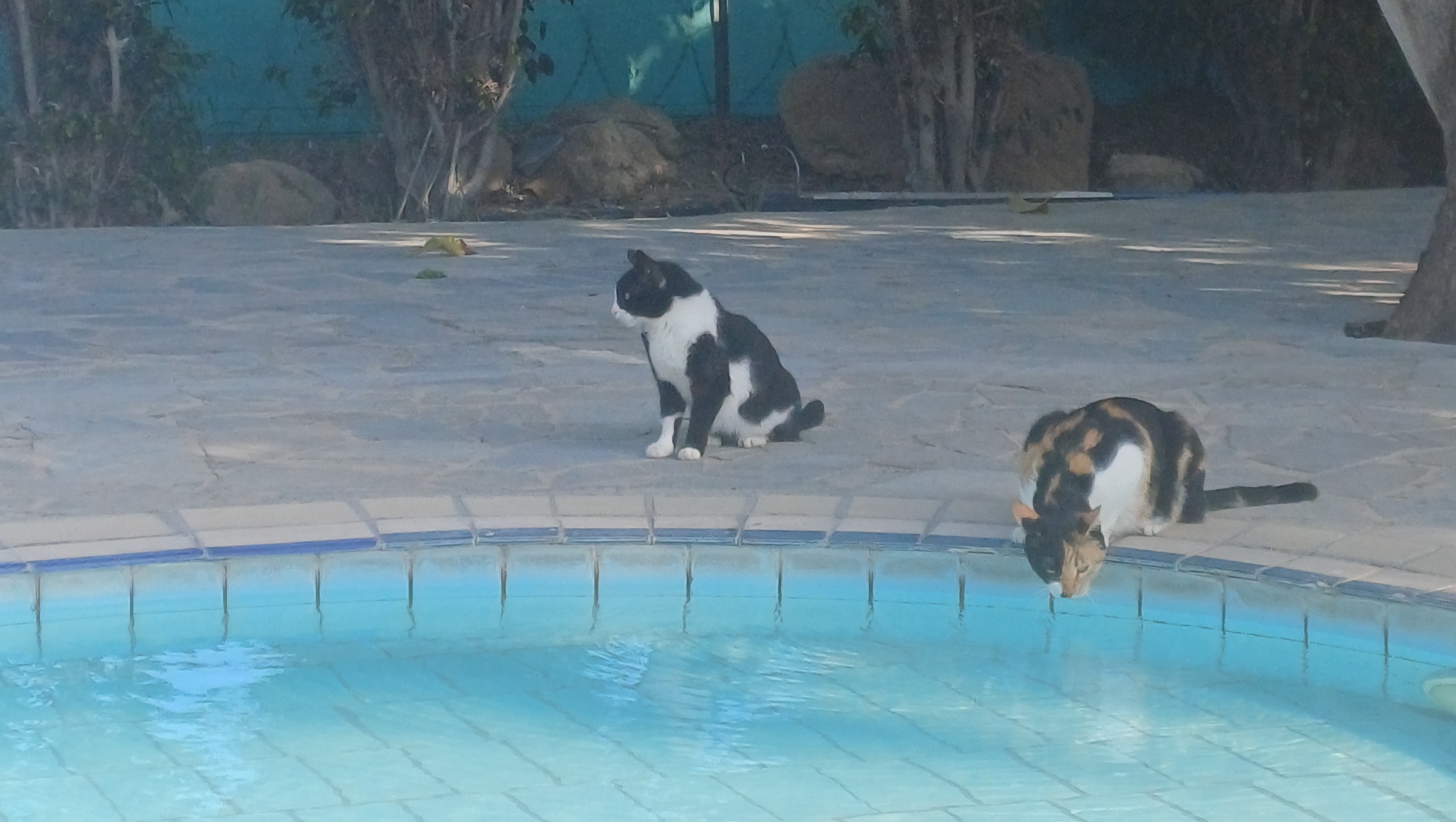 Cats in need around the world. photo