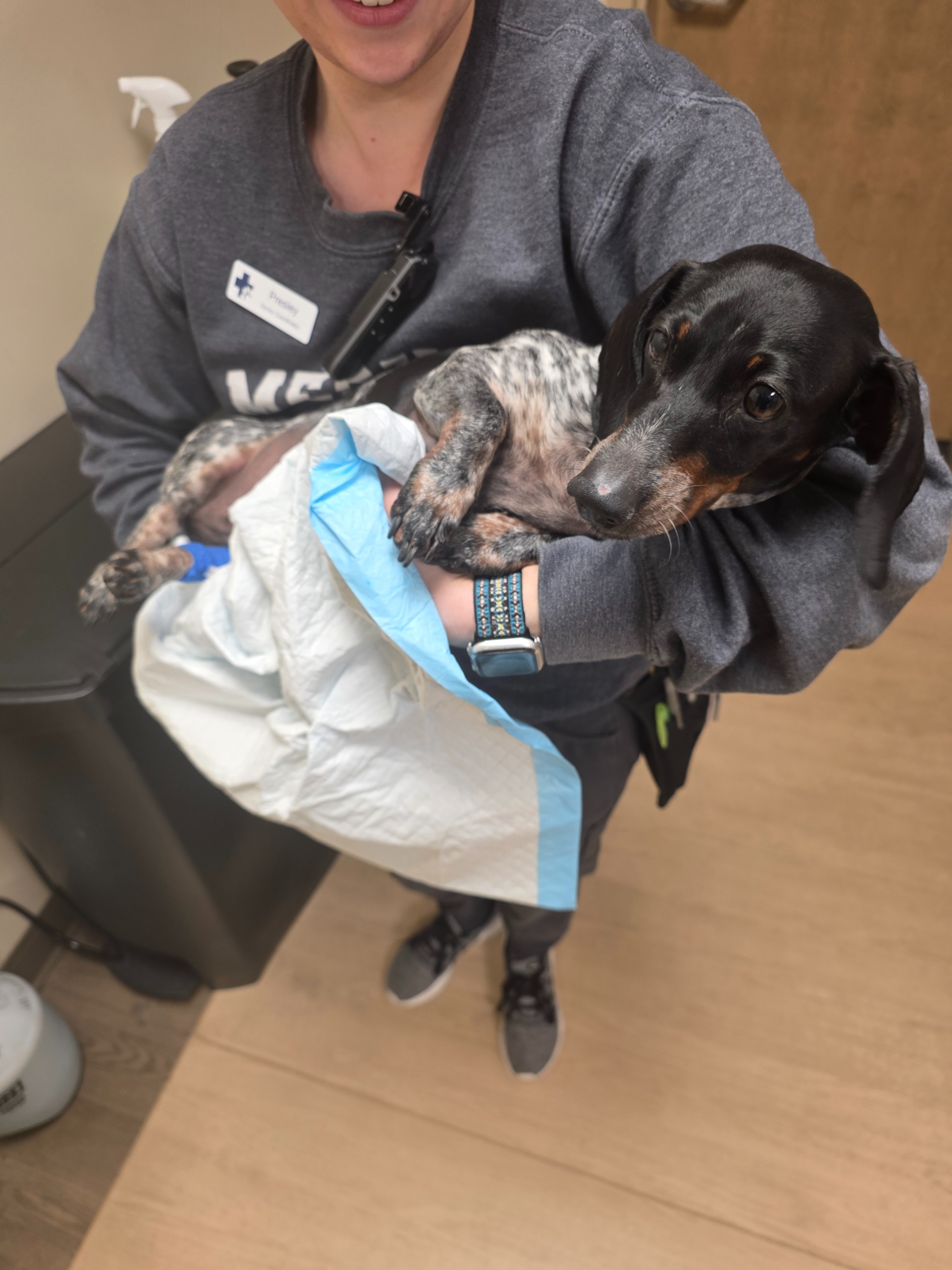 Fundraiser by Markus Berrett : Help Yuki Walk Again After IVDD Surgery