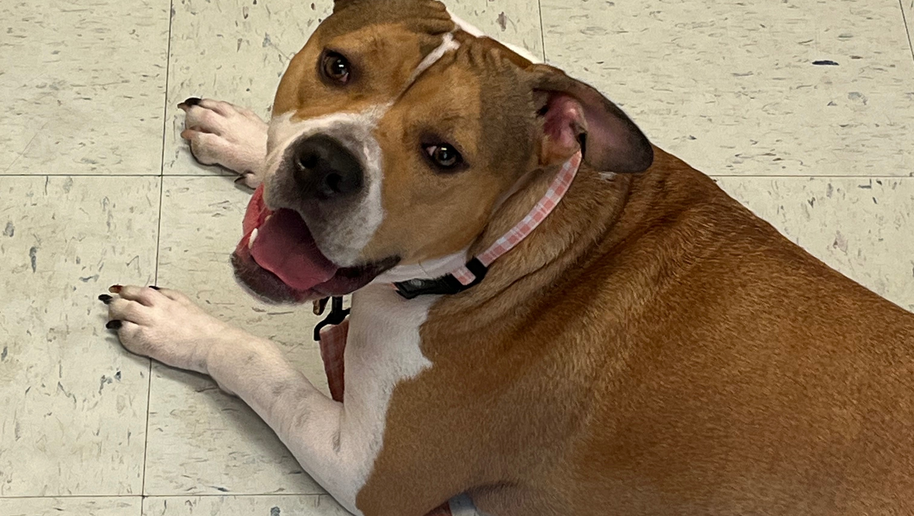 Save Shiva: Fund Her Care and Recovery photo
