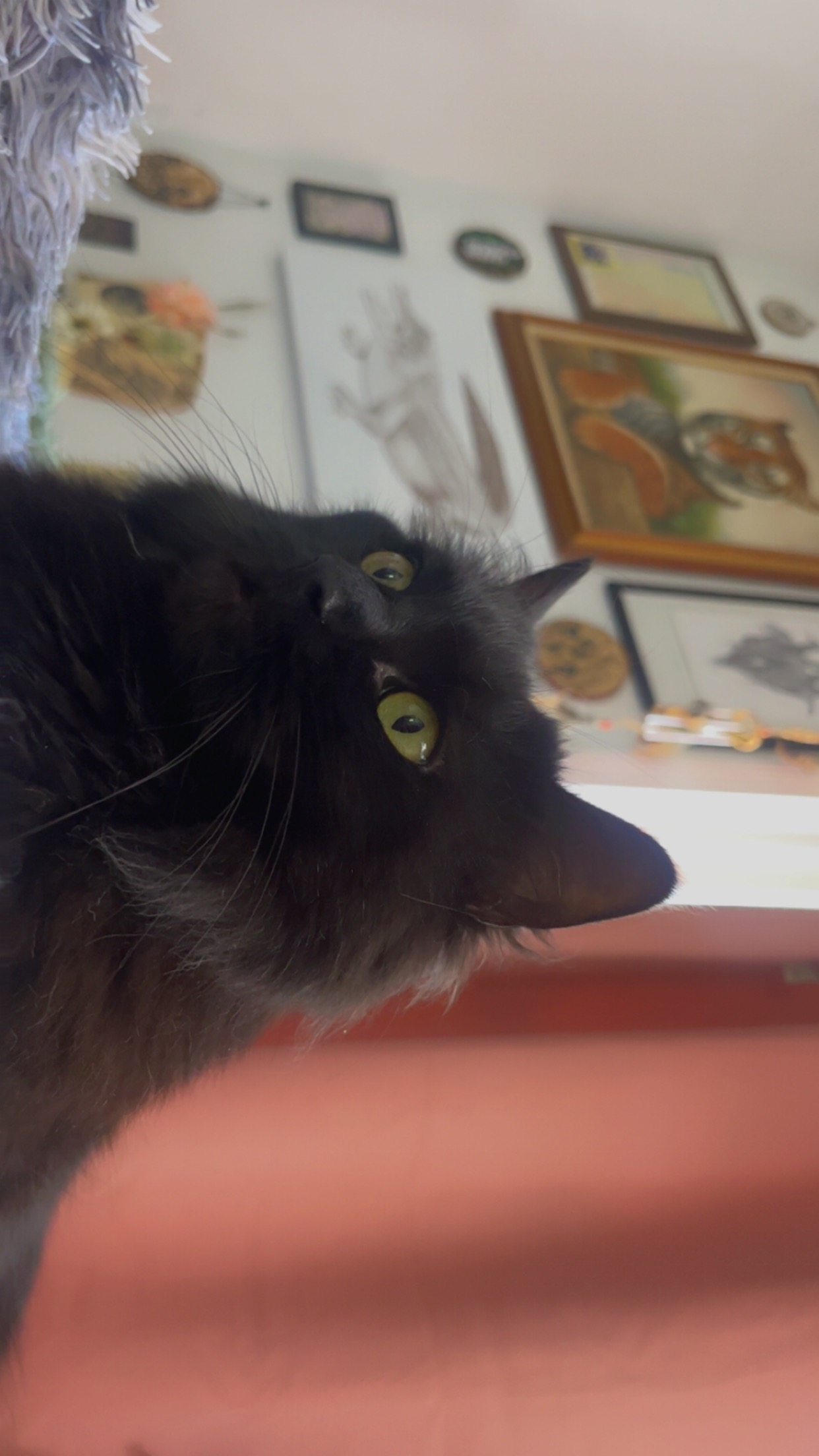 Help Nelly on her hopeful recovery from electrocution campaign photo, 6 of 6