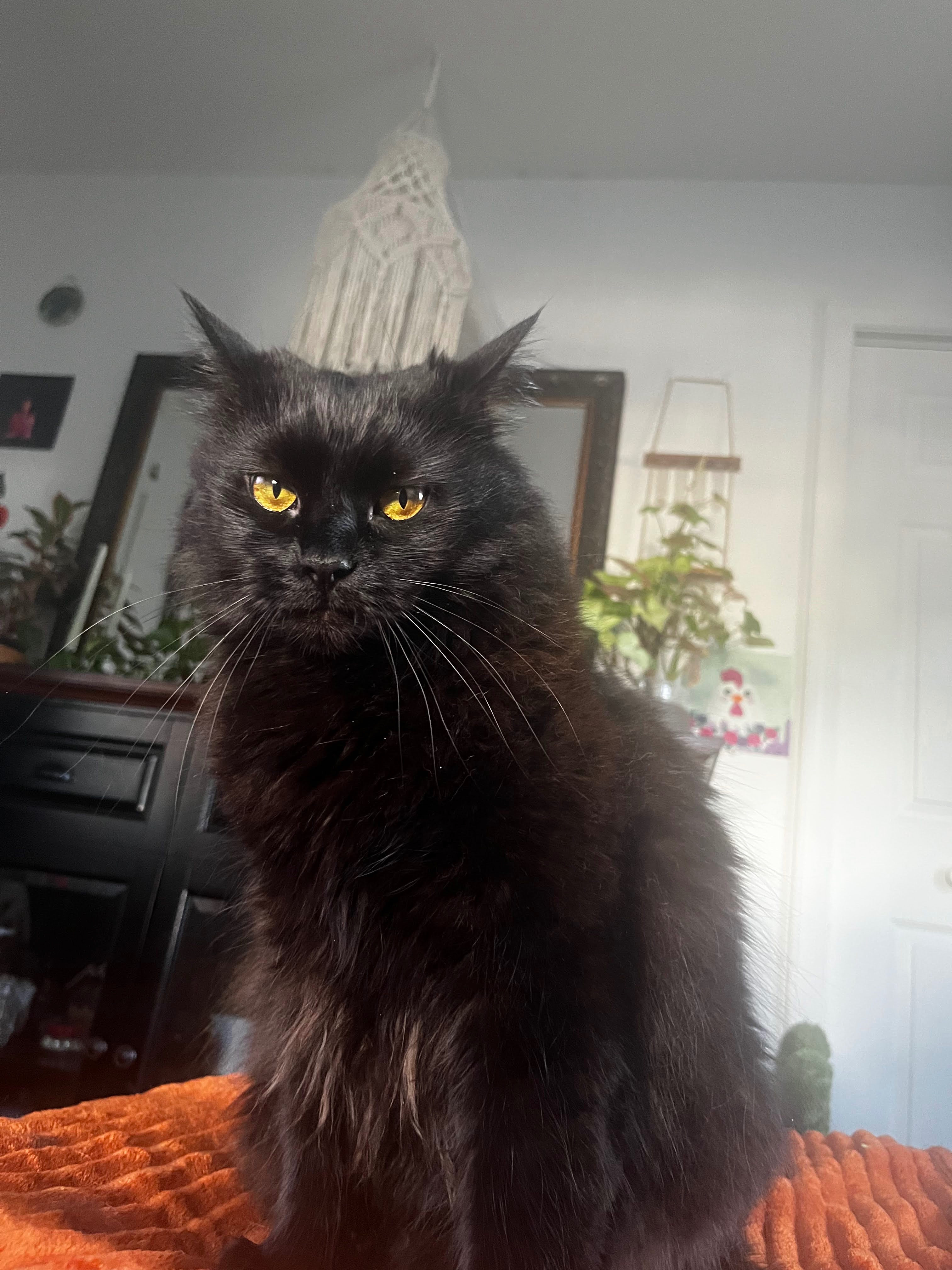 Help Nelly on her hopeful recovery from electrocution campaign photo, 2 of 6