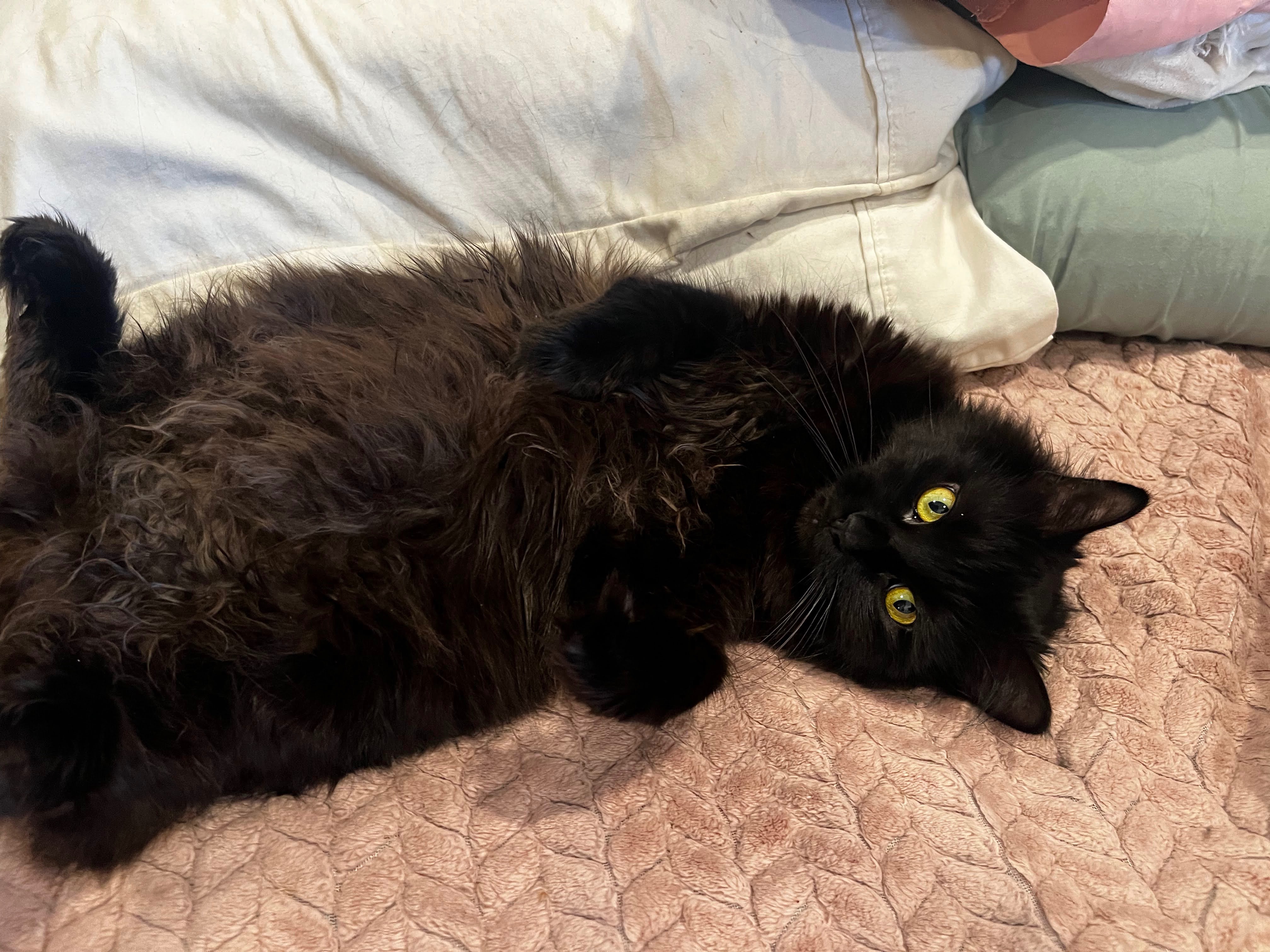 Help Nelly on her hopeful recovery from electrocution campaign photo, 5 of 6