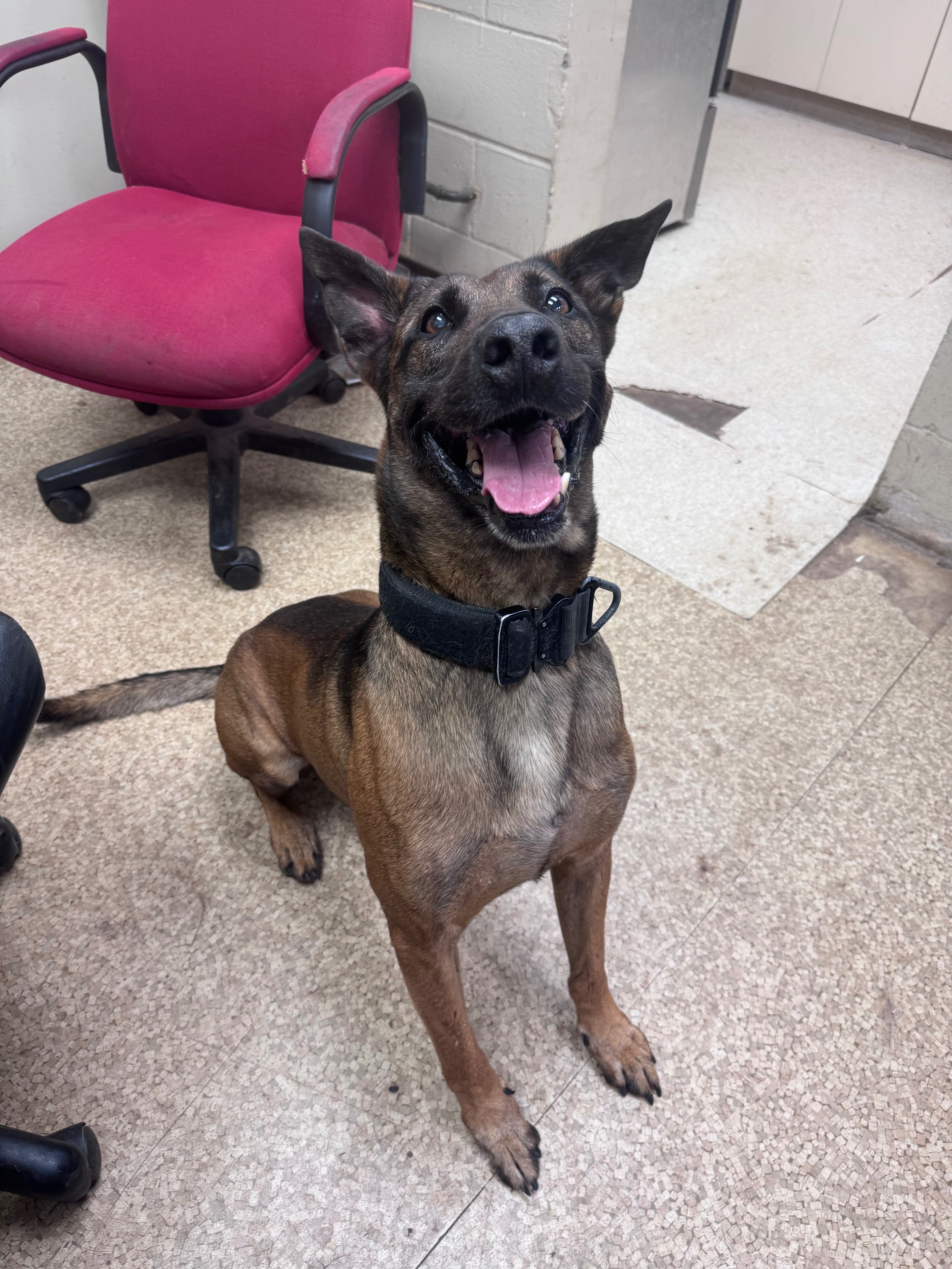 Help a Retired Military Dog Start His New Life campaign photo, 5 of 7