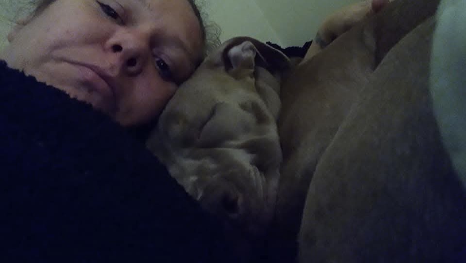 Help Bring My Pets Home photo