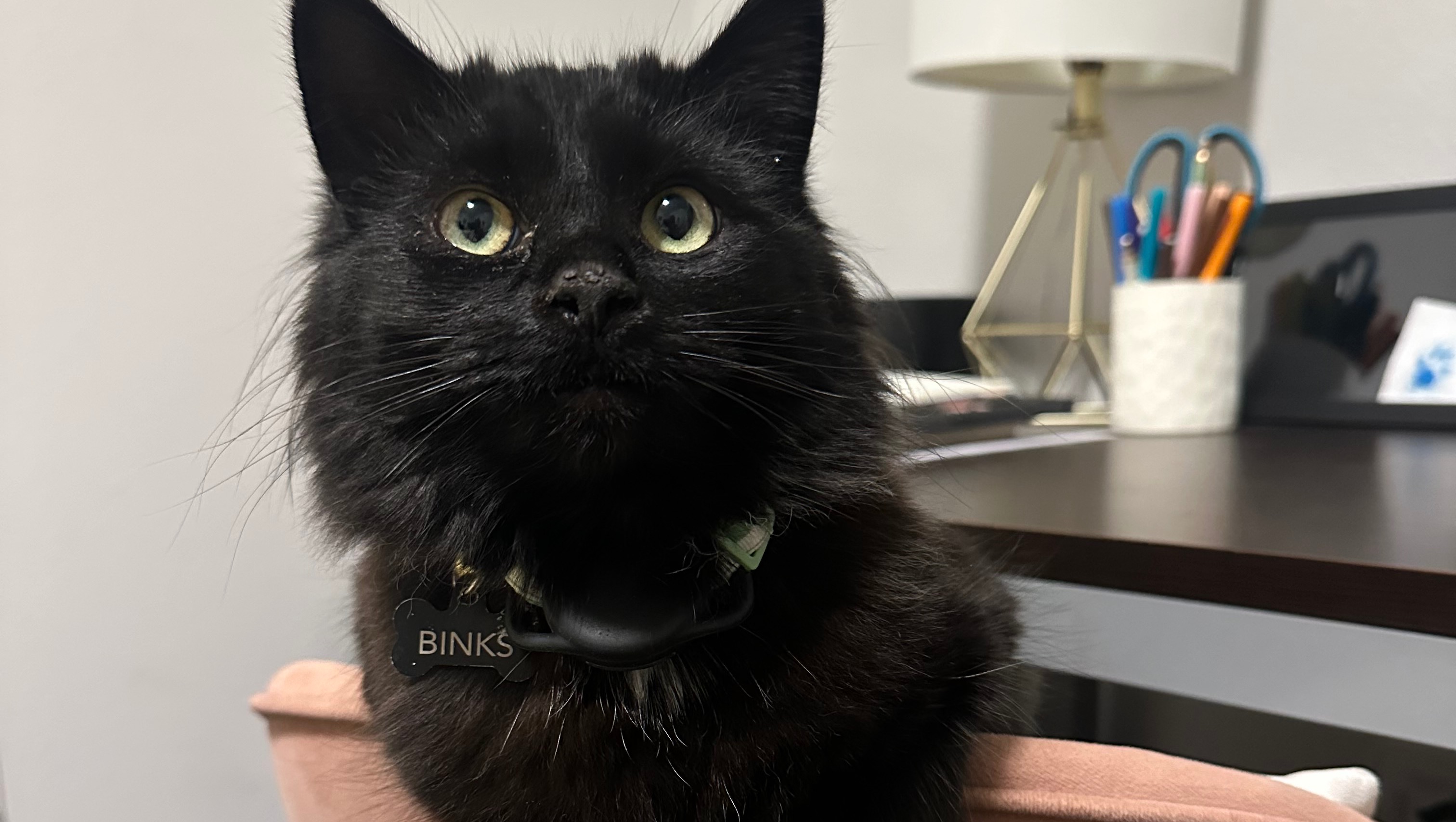 Fundraiser by Addisan Loeb : Help Binks Recover and Be a Happy Kitten