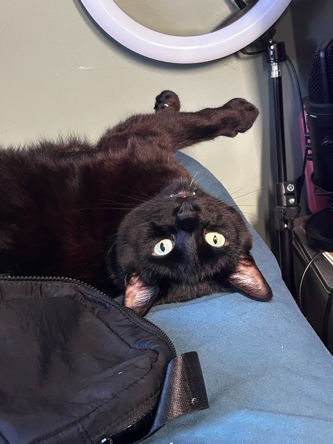 Help Toothless with Vet Bills and Travel Safely to Scotland campaign photo, 7 of 8