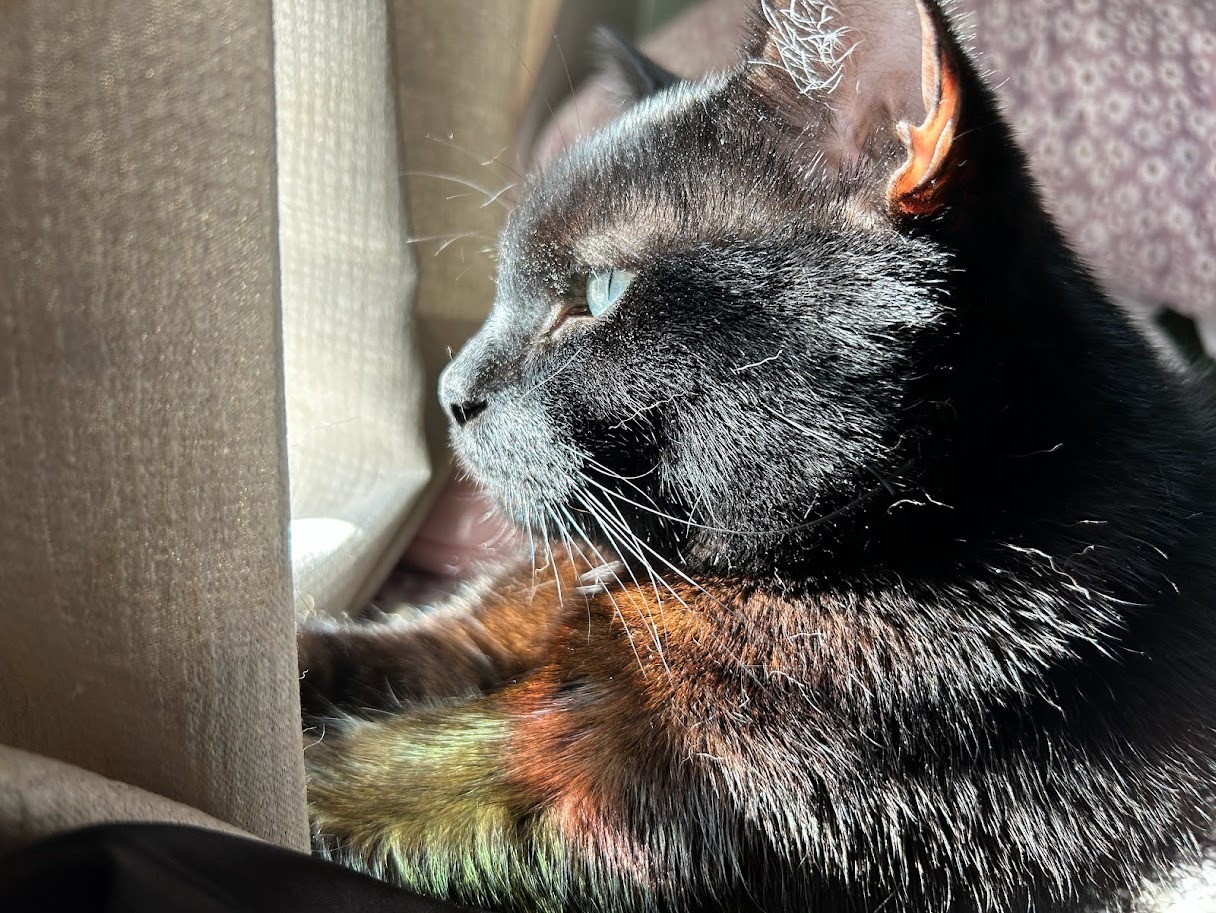 Help Toothless with Vet Bills and Travel Safely to Scotland campaign photo, 2 of 8