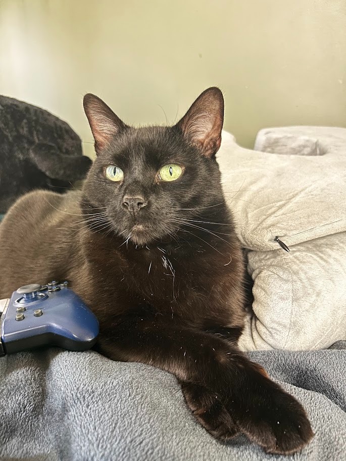 Help Toothless with Vet Bills and Travel Safely to Scotland campaign photo, 6 of 8