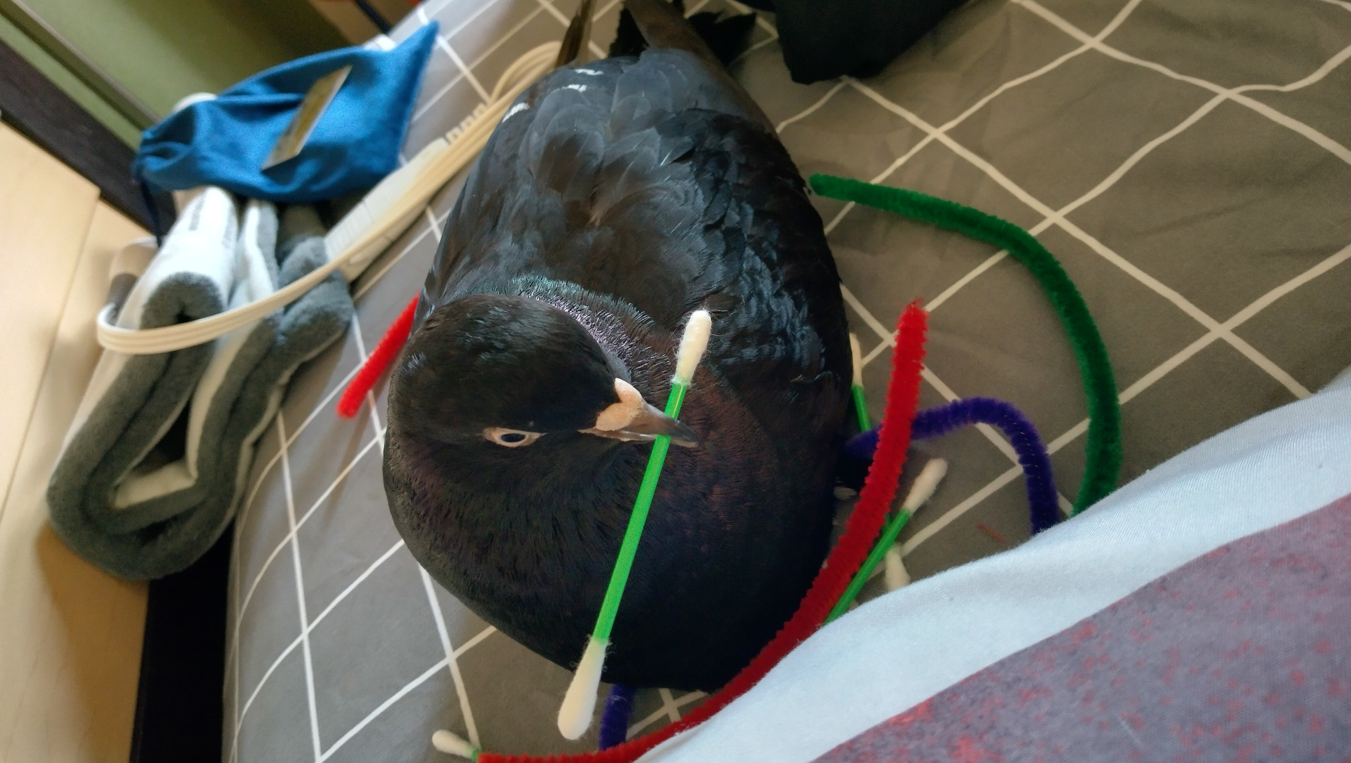 Support Our Urgent and Safe Relocation photo