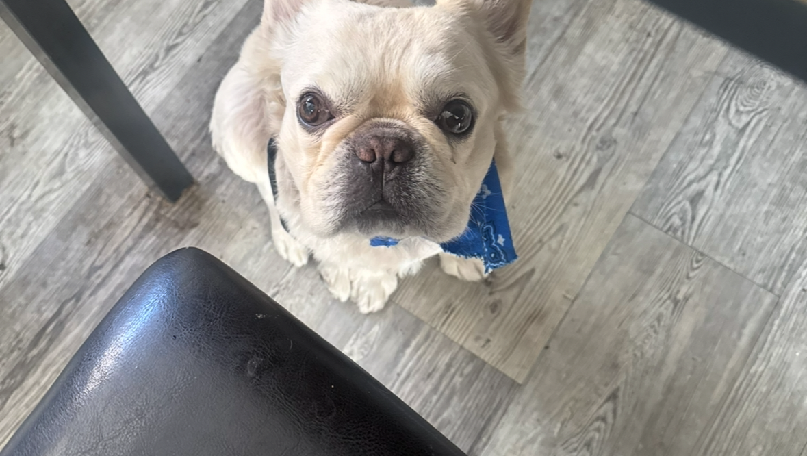Help Polar Get Spine Surgery photo