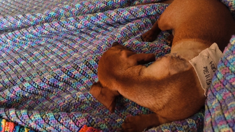 After care: Waffle photo