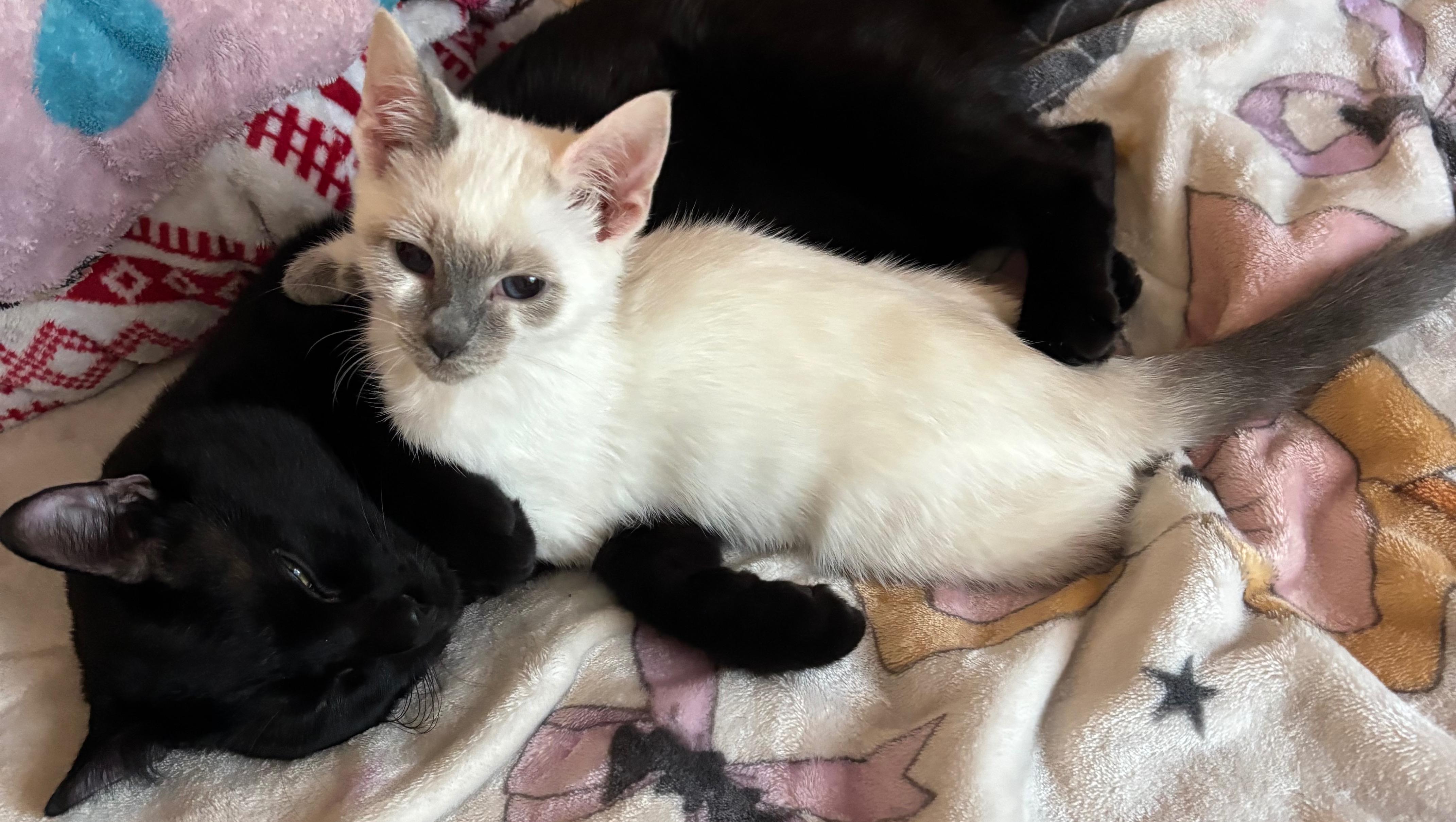 Help Porky Fight FIP photo