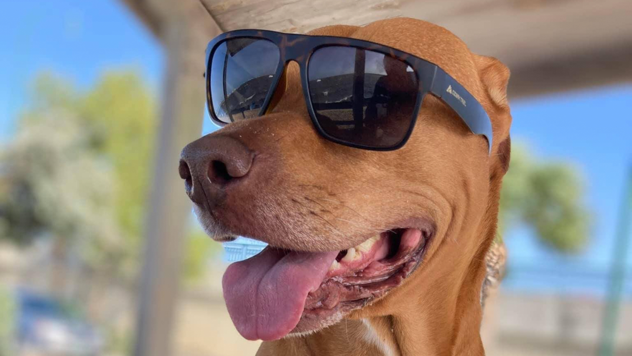 Help Gannicus Get Life-Saving Surgery photo